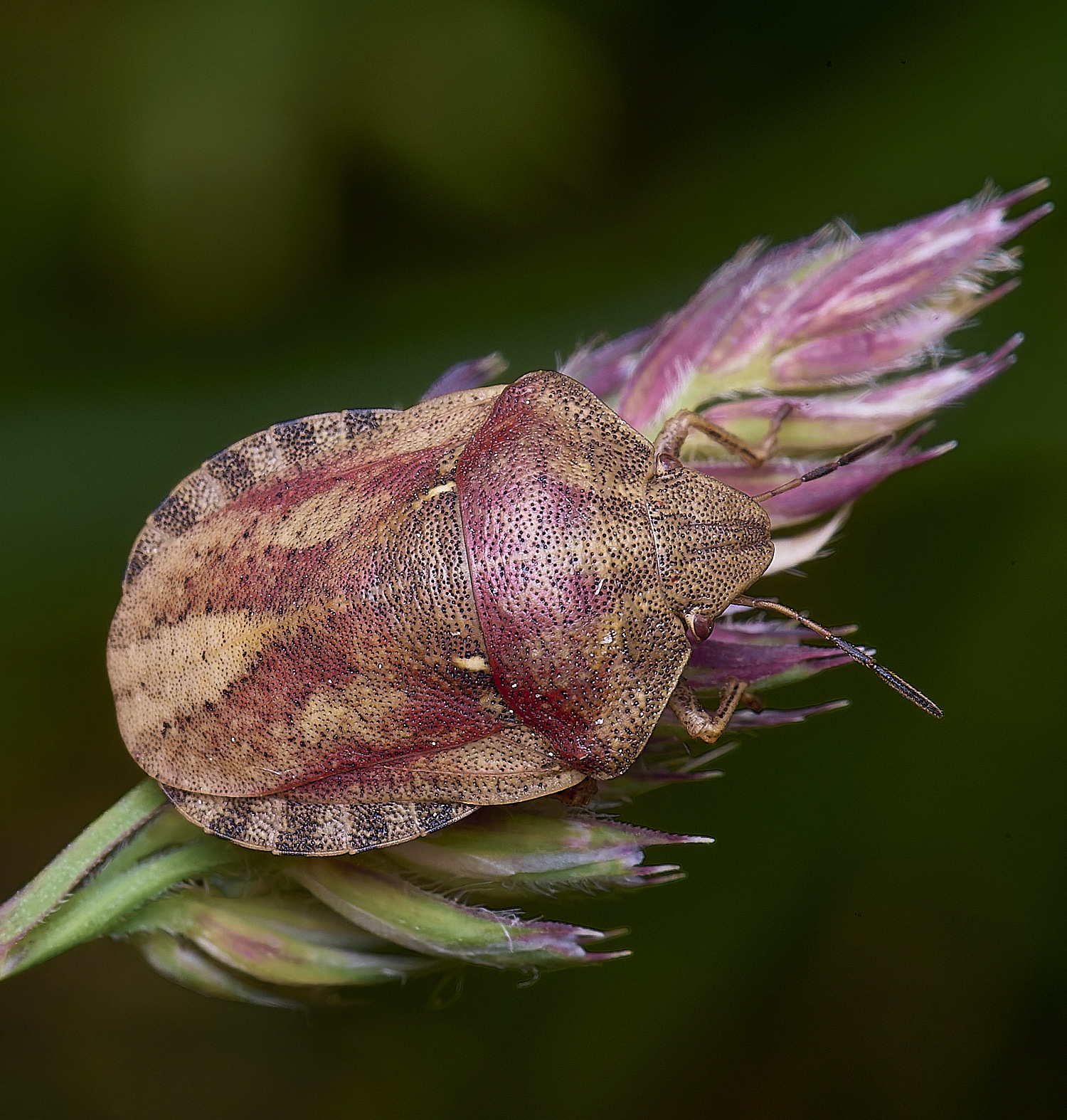 SantonDownhamTortoiseShieldbug080625-3 1