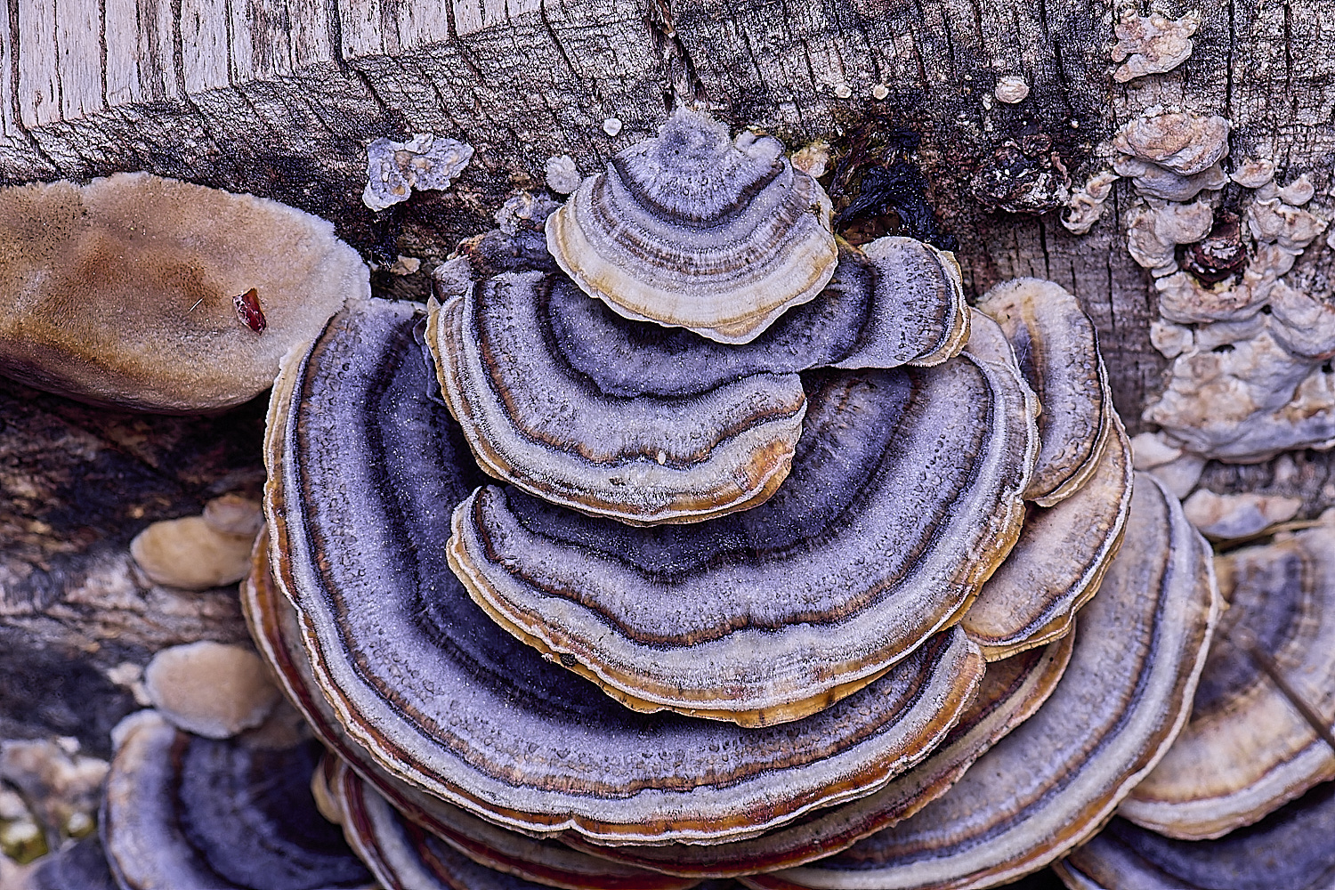 SantonDwnhamTrametes080625-2 1