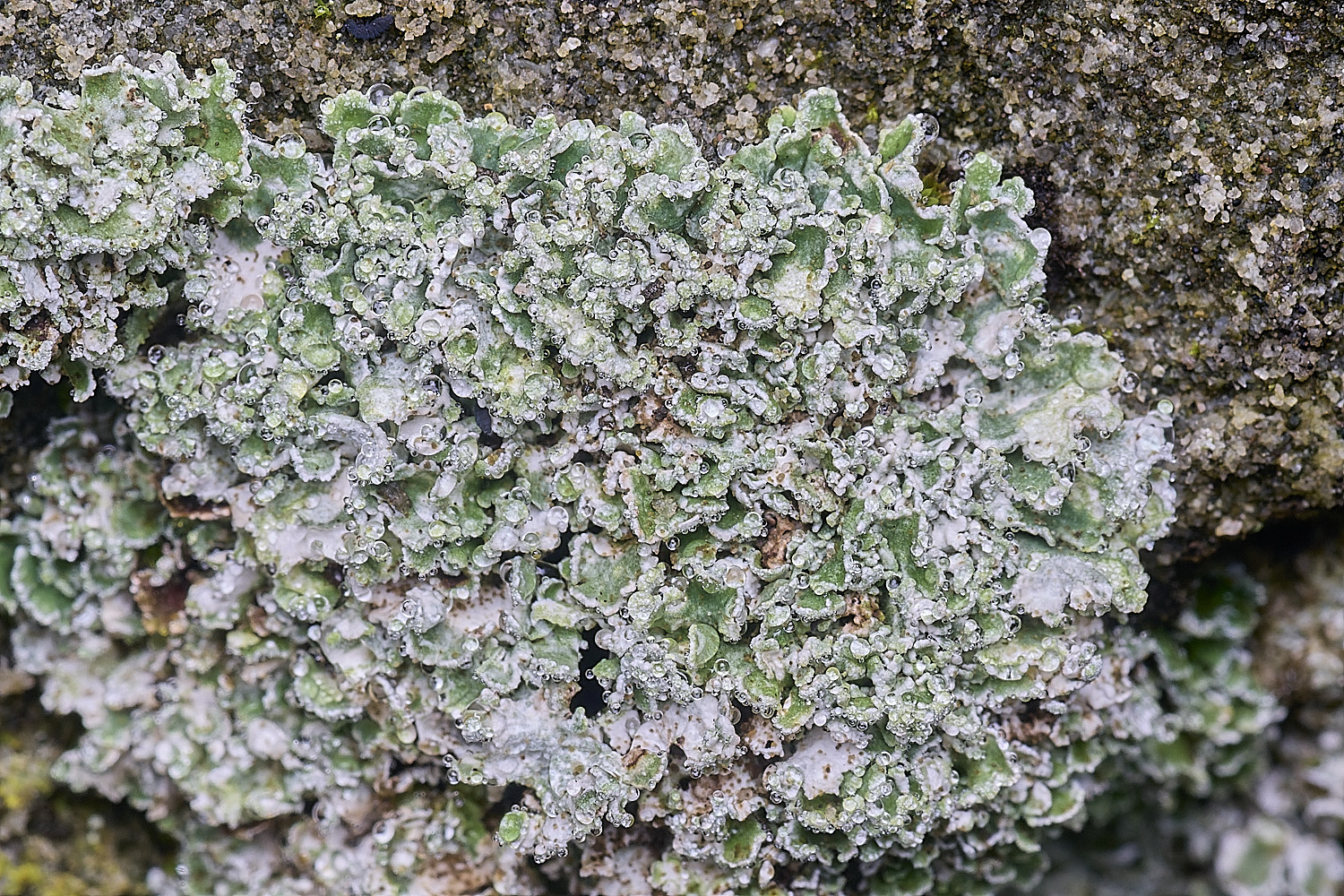 ShaftesburyCladonia301125-1