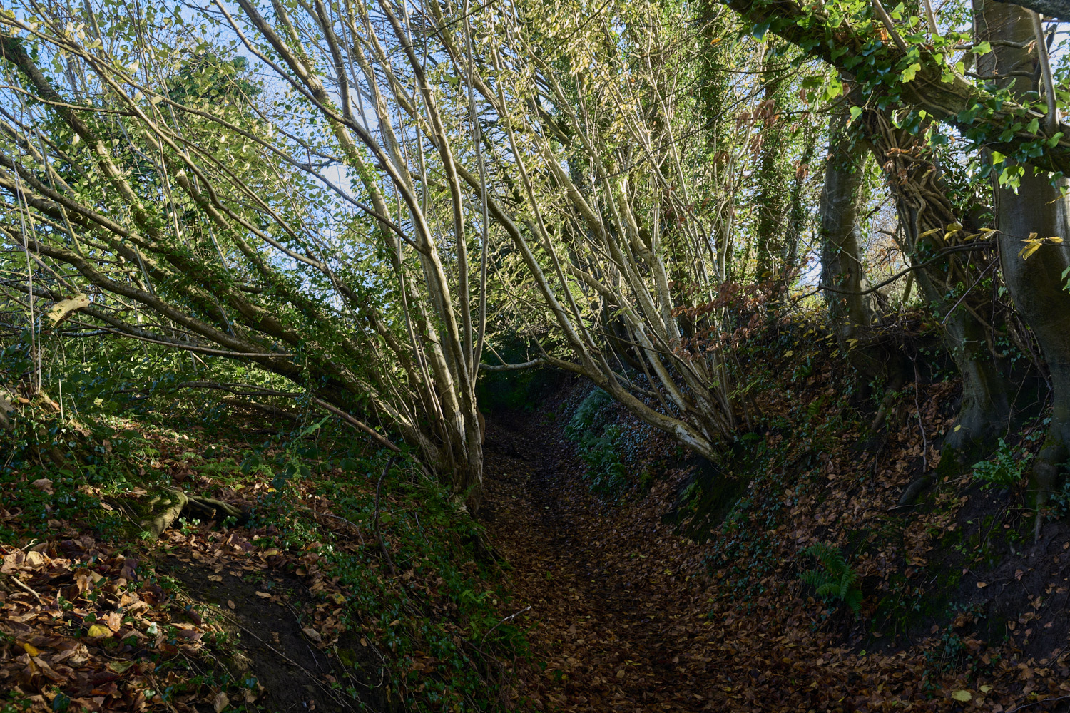 ShaftesburyHollowPath301125-1