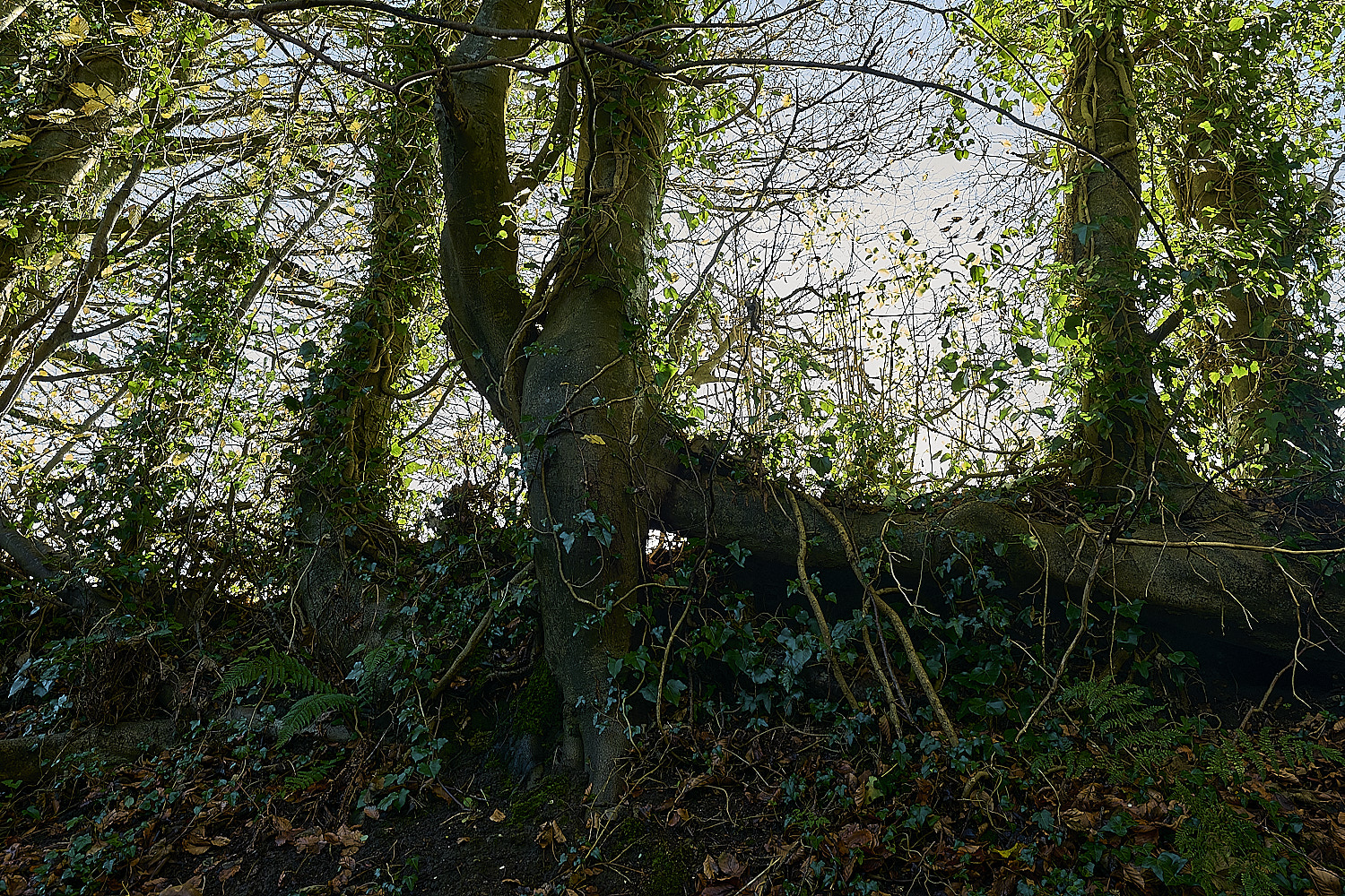 ShaftesburyHollowPath301125-3