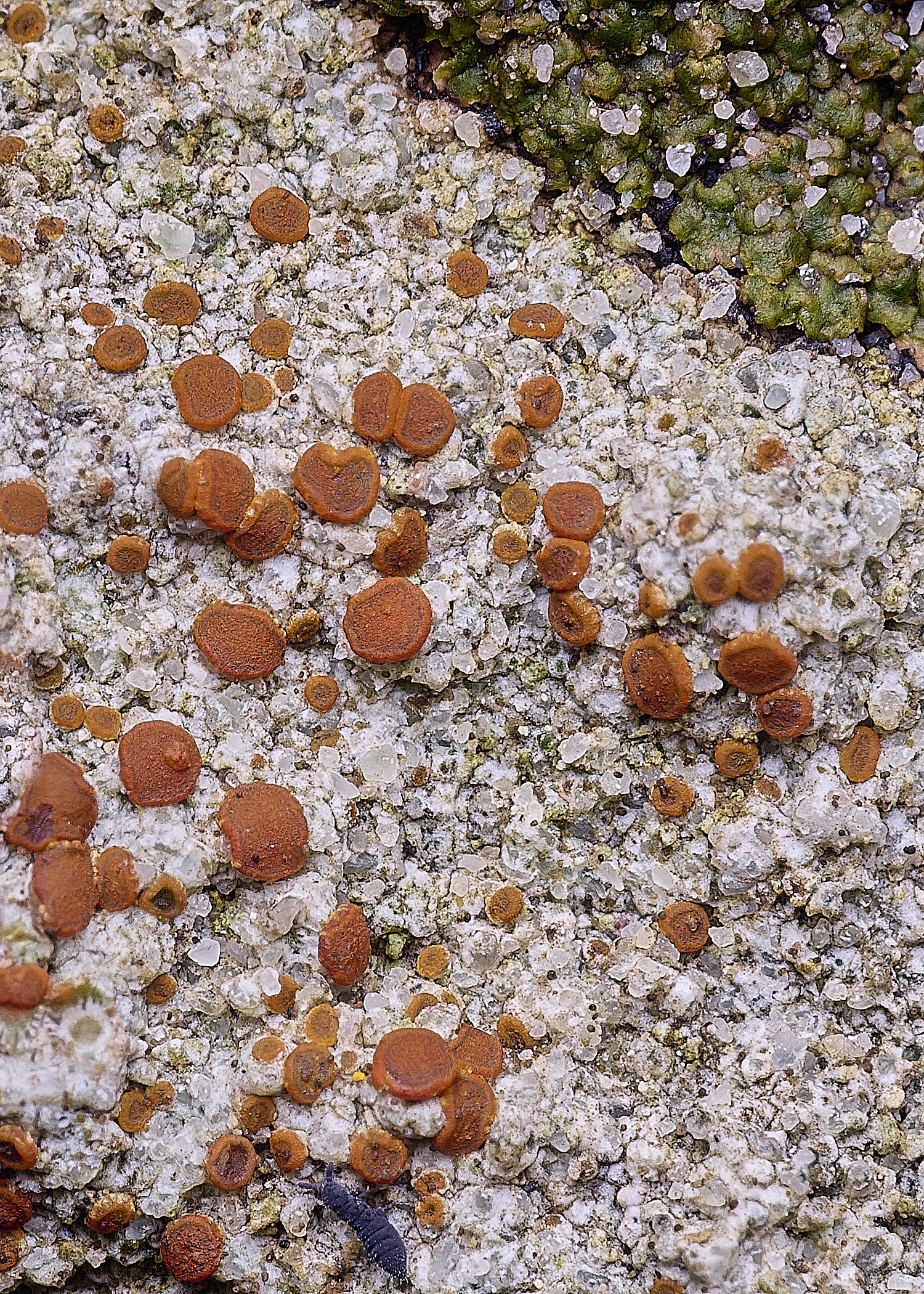 ShaftesburyLichen1301125-1