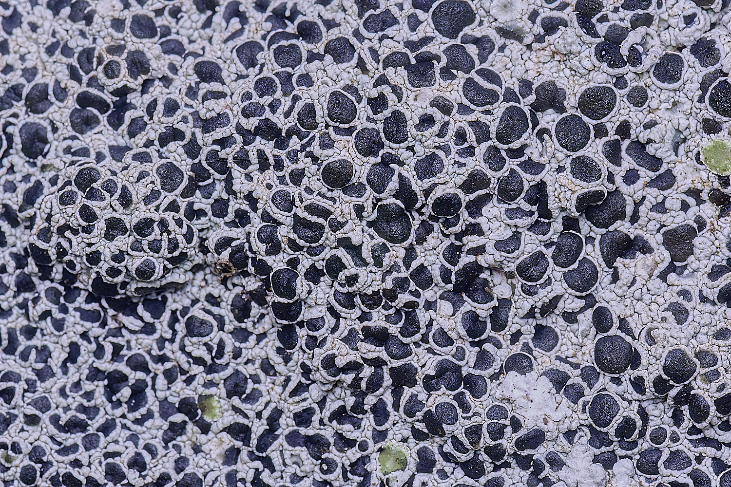 ShaftesburyLichen3301125-1