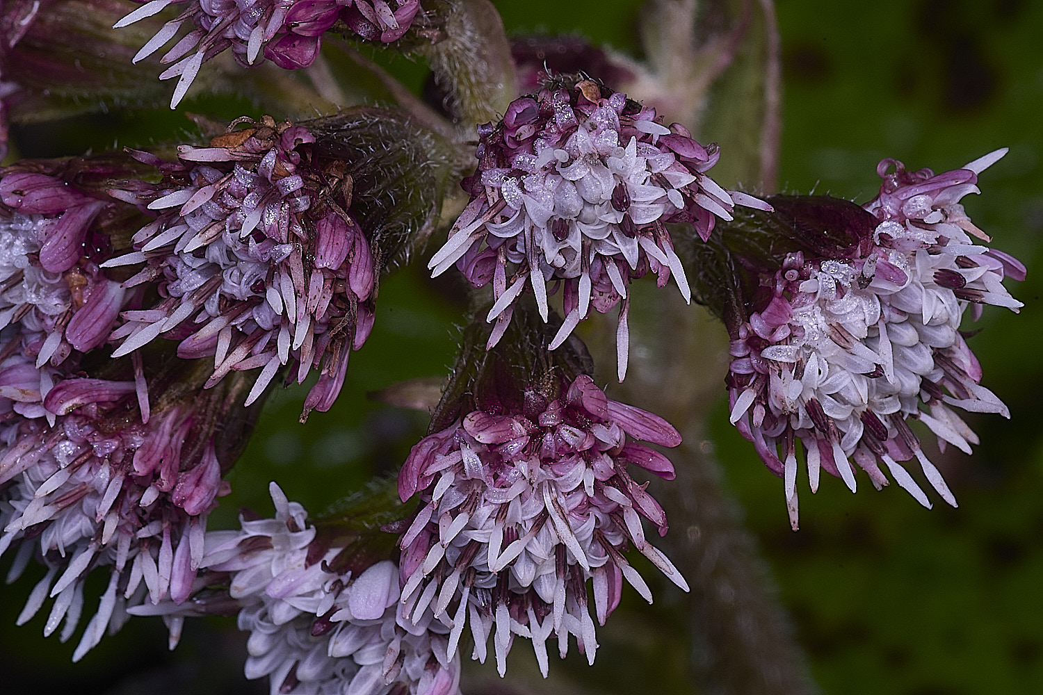 ShaftesburyWinterheliotrope301125-1