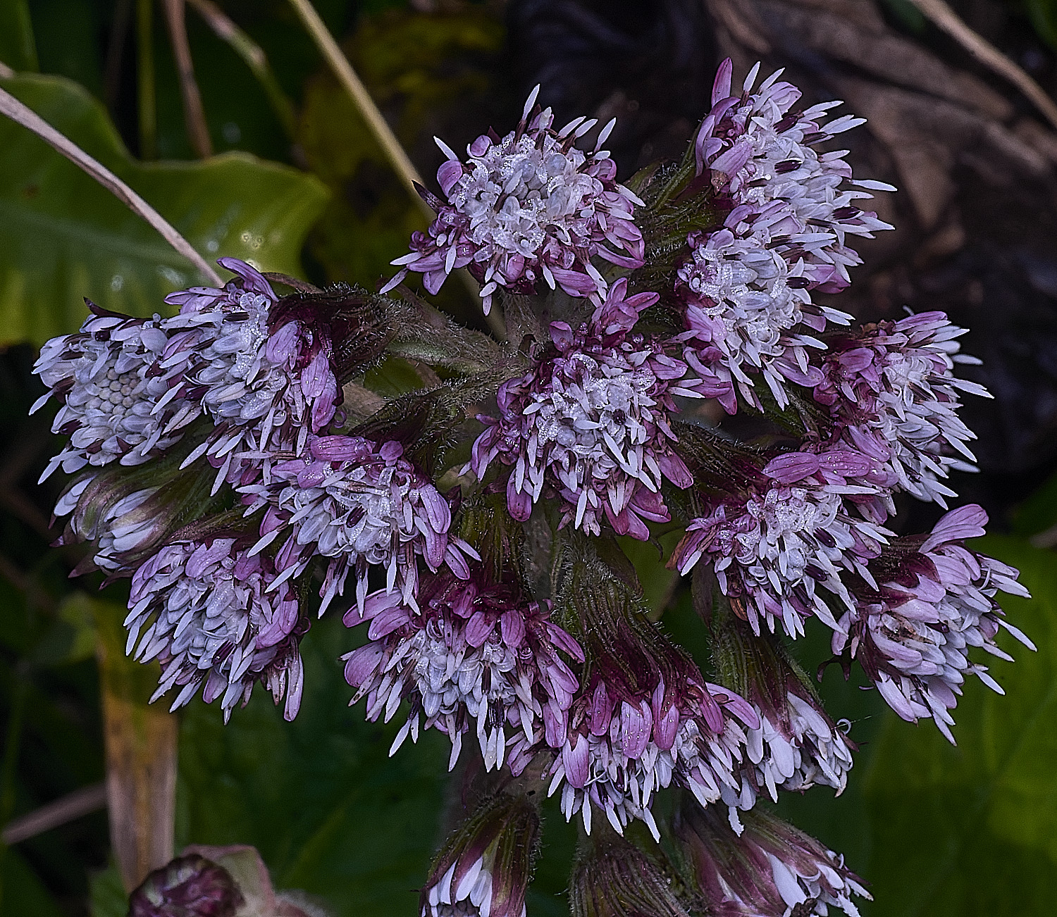 ShaftesburyWinterheliotrope301125-2