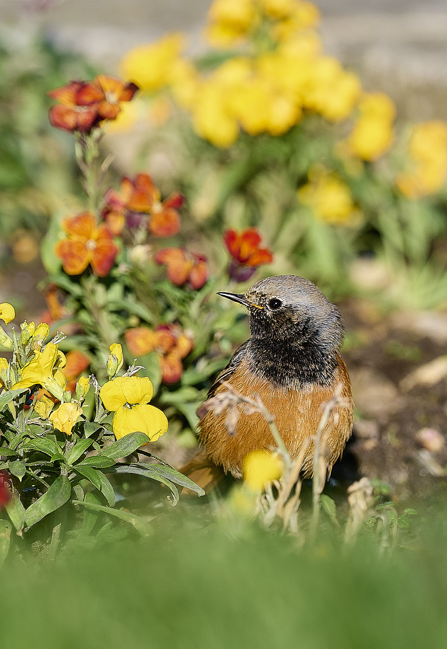 SheringhamBlackRedstart261225-1