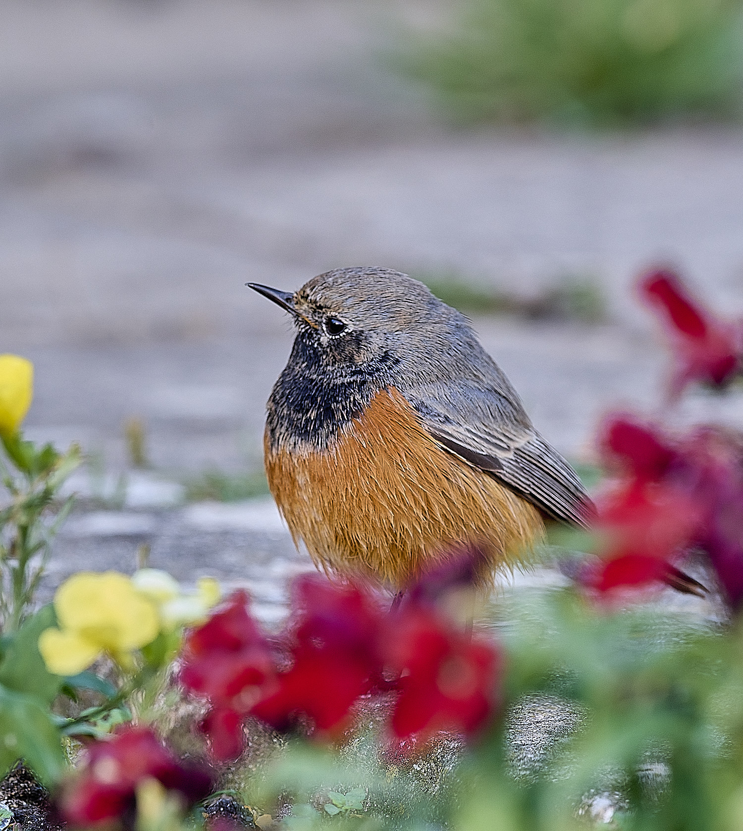 SheringhamBlackRedstart261225-12