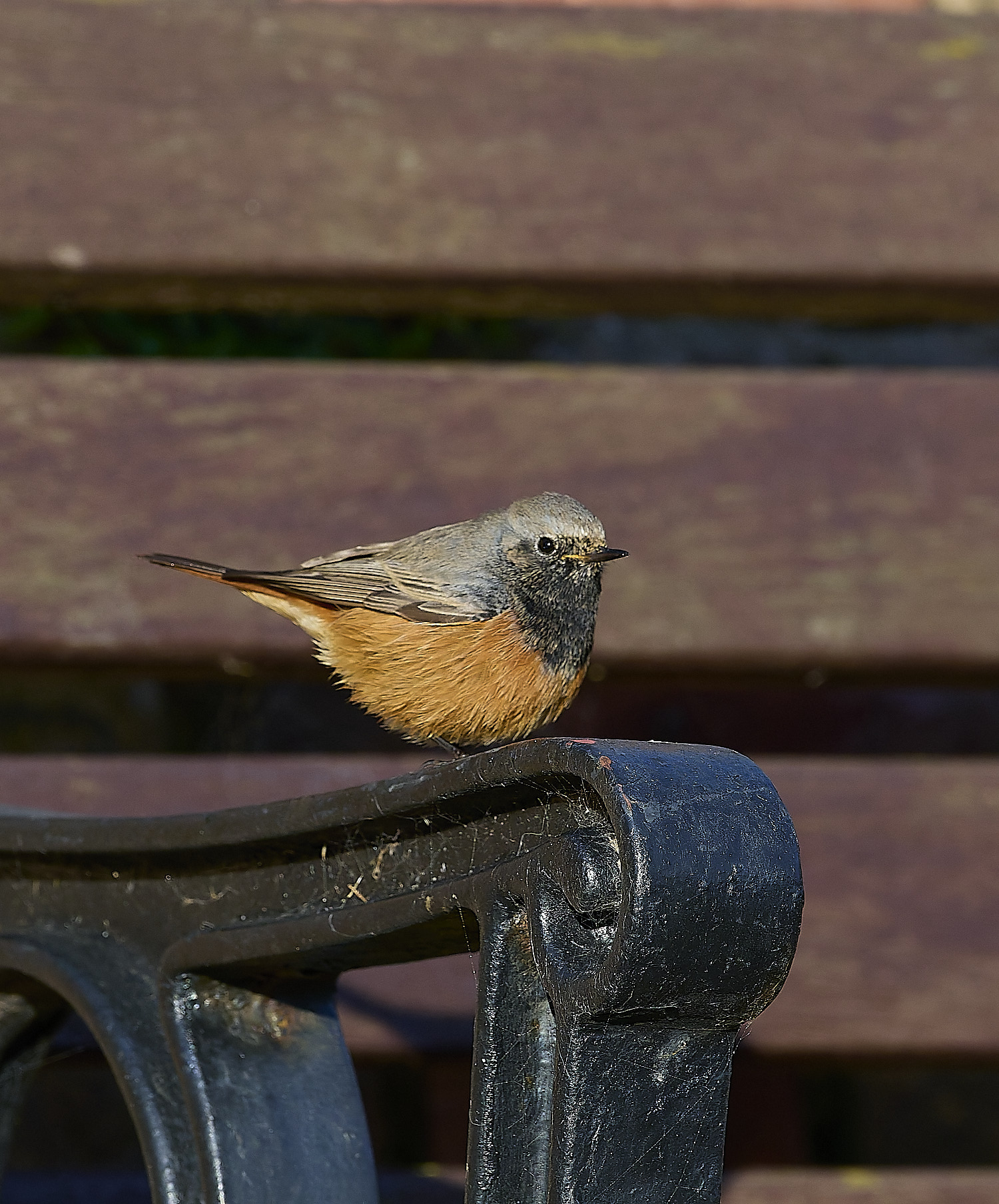 SheringhamBlackRedstart261225-14