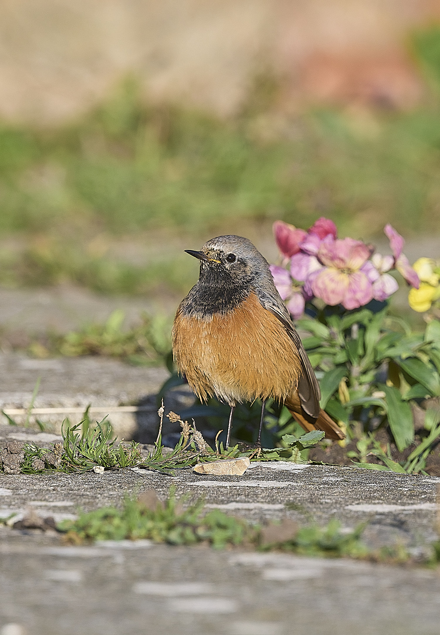 SheringhamBlackRedstart261225-15