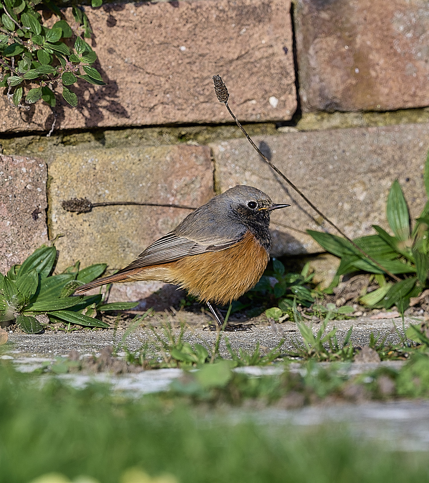 SheringhamBlackRedstart261225-17