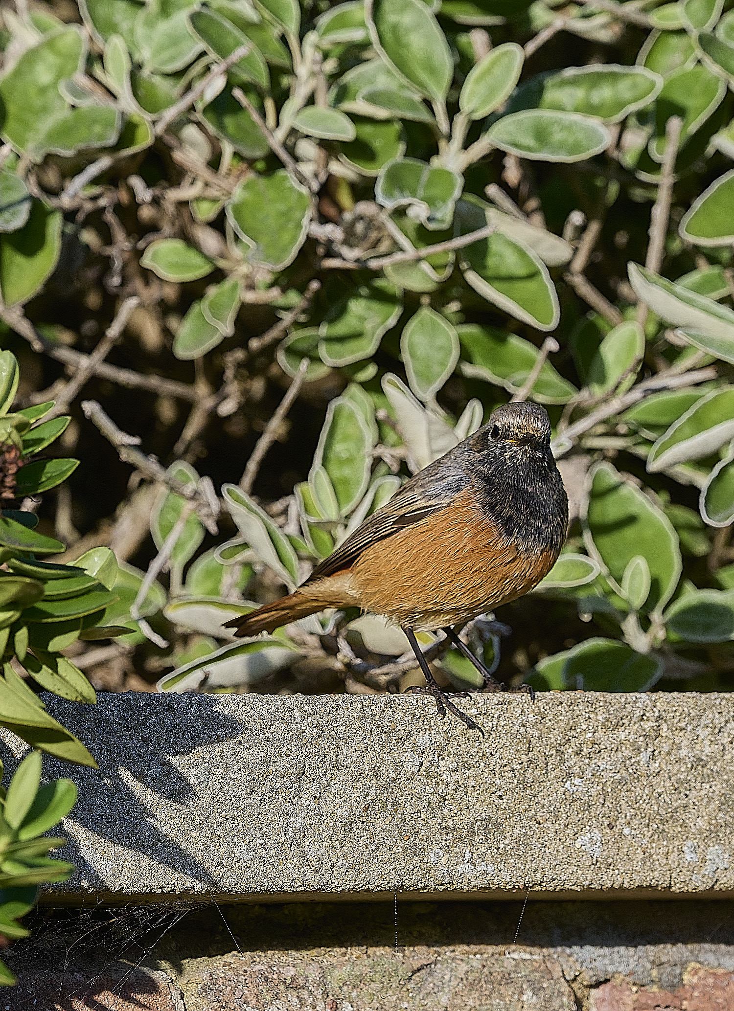 SheringhamBlackRedstart261225-2