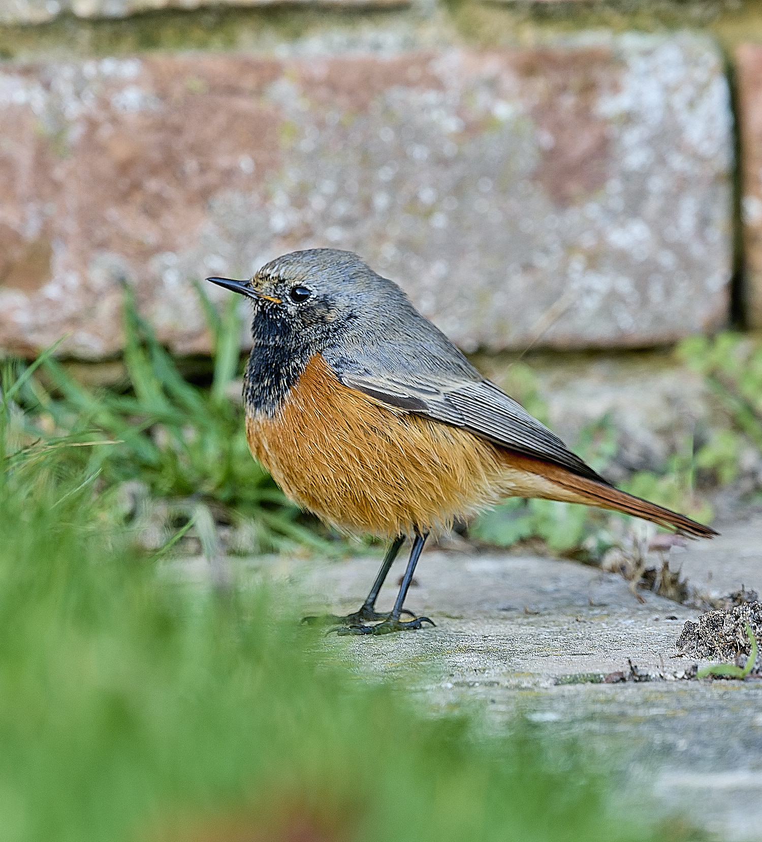 SheringhamBlackRedstart261225-6