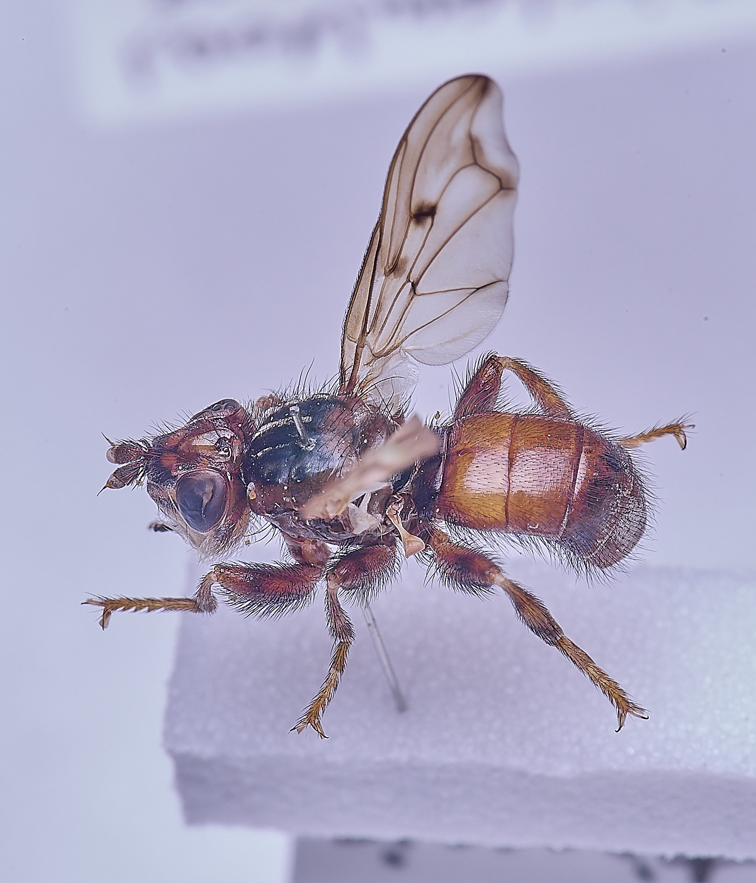 SheringhamParkDiptera170525-12