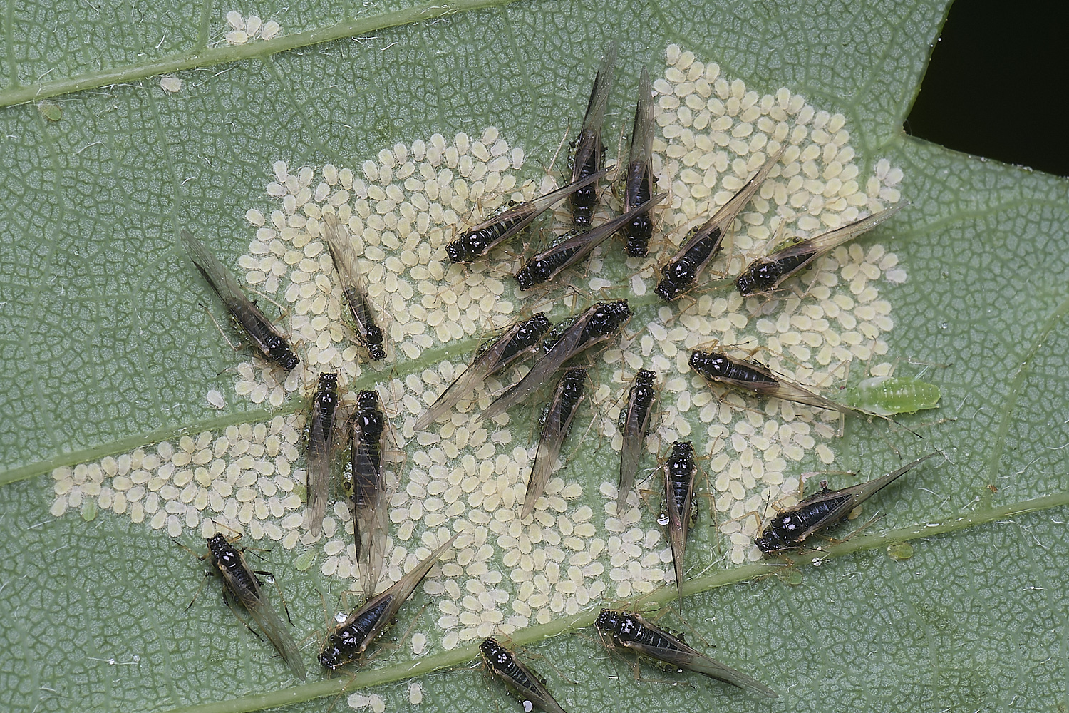 SheringhamParkSycamoreAphids170525-1