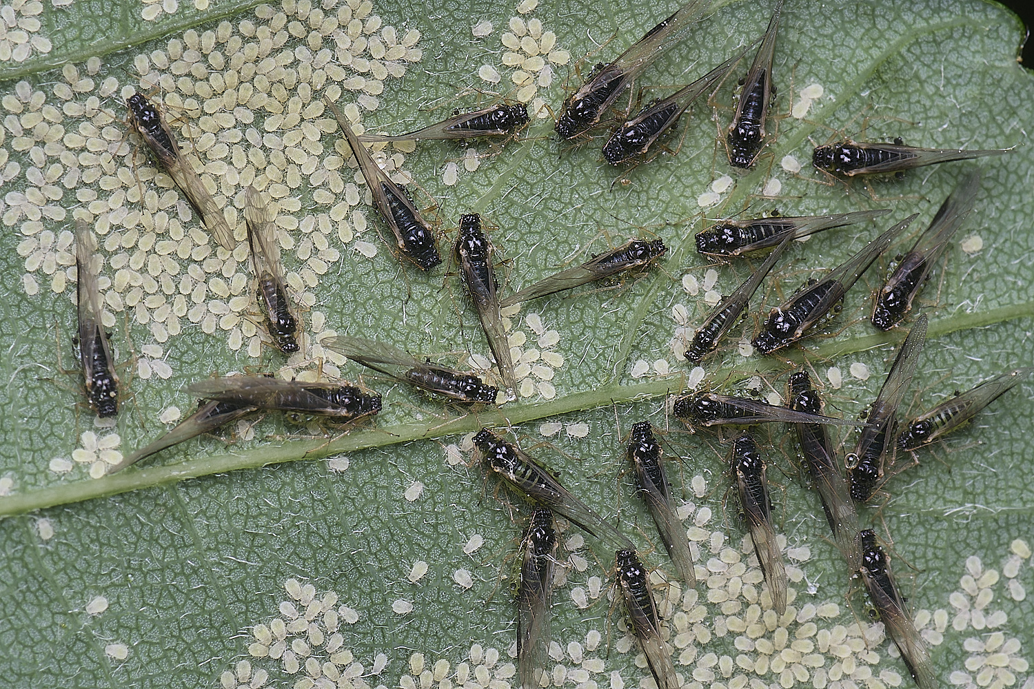 SheringhamParkSycamoreAphids170525-2