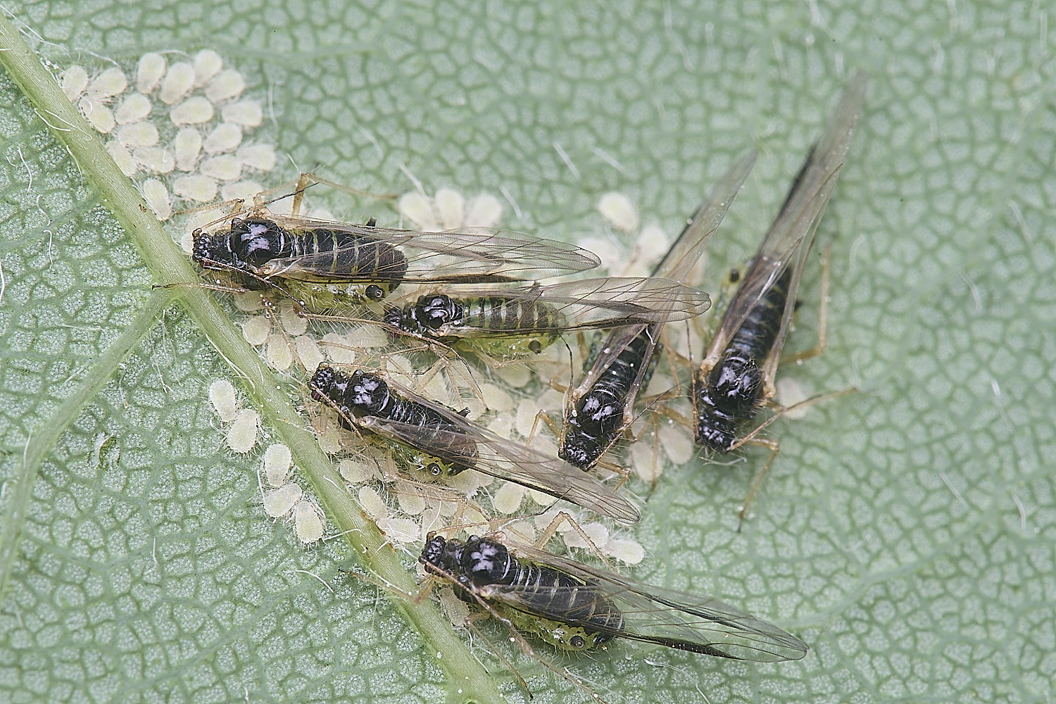 SheringhamParkSycamoreAphids170525-3