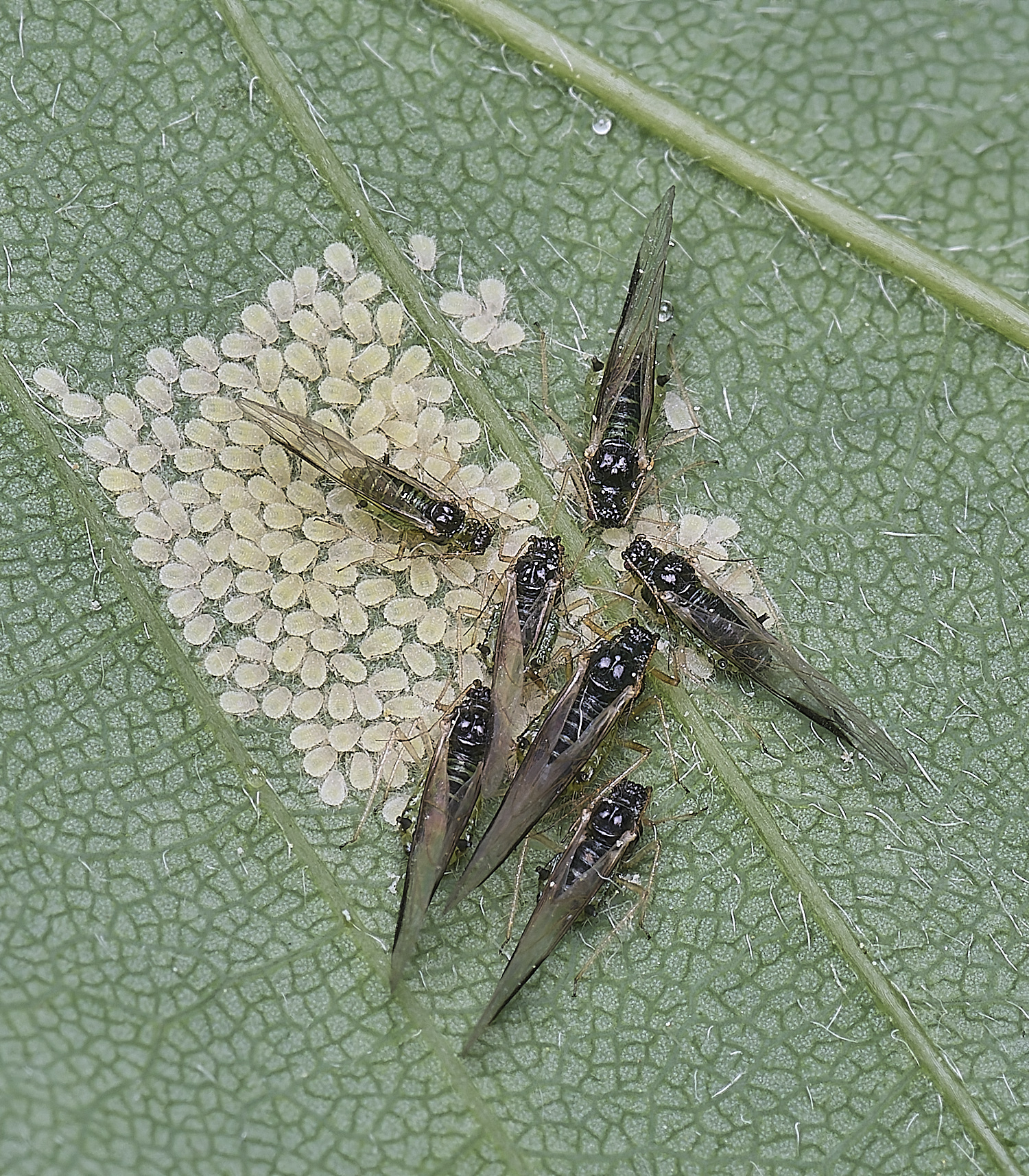 SheringhamParkSycamoreAphids170525-4