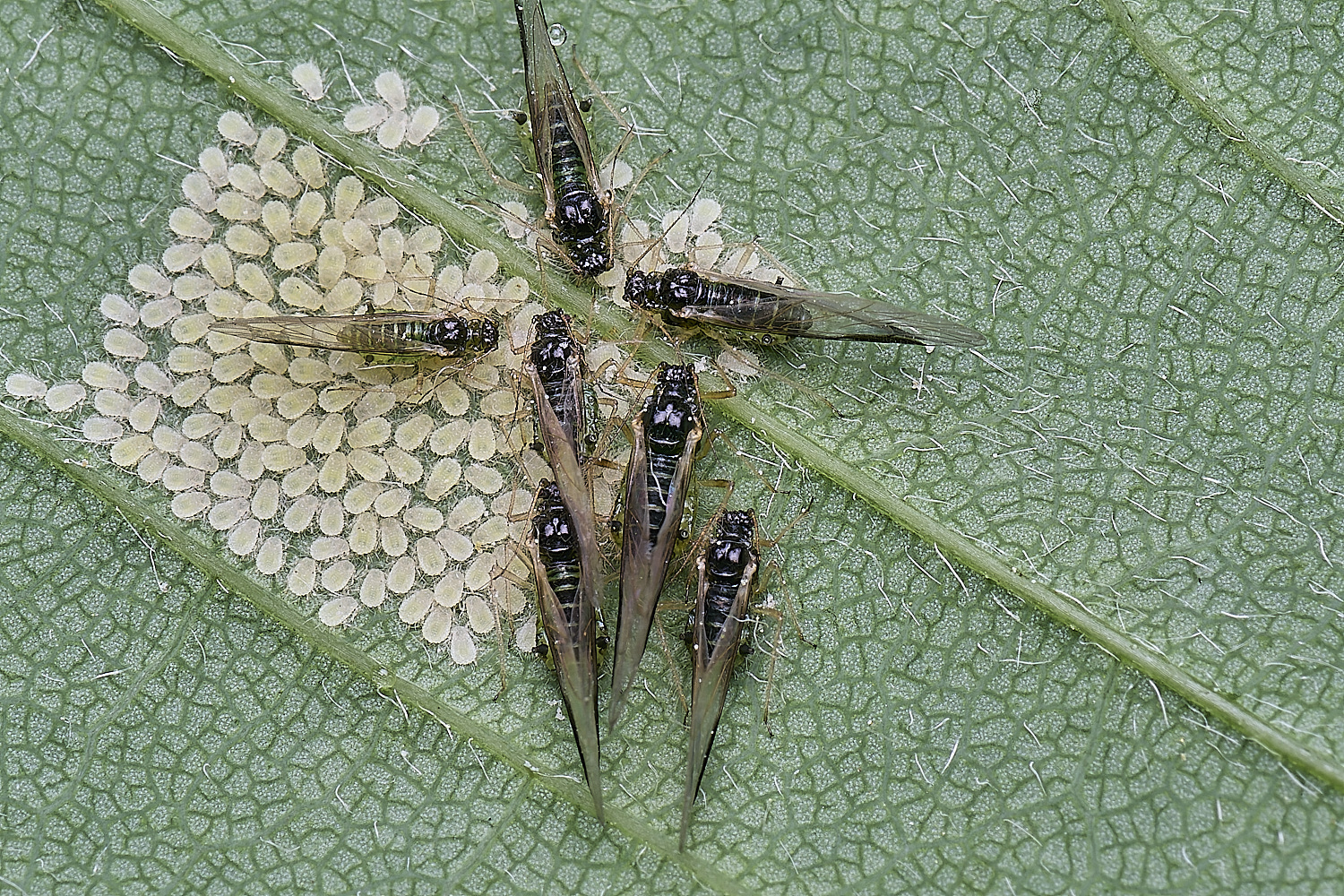 SheringhamParkSycamoreAphids170525-5