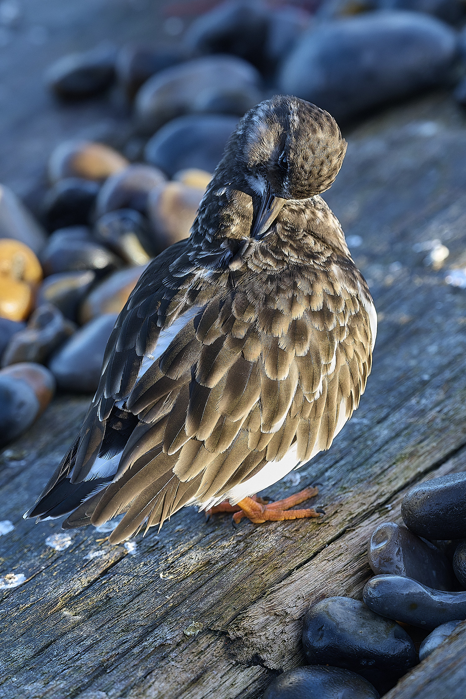SheringhamTurnstone261225-1