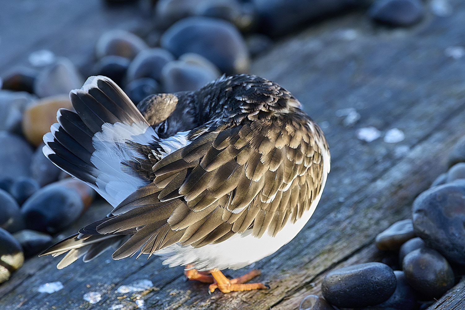 SheringhamTurnstone261225-2
