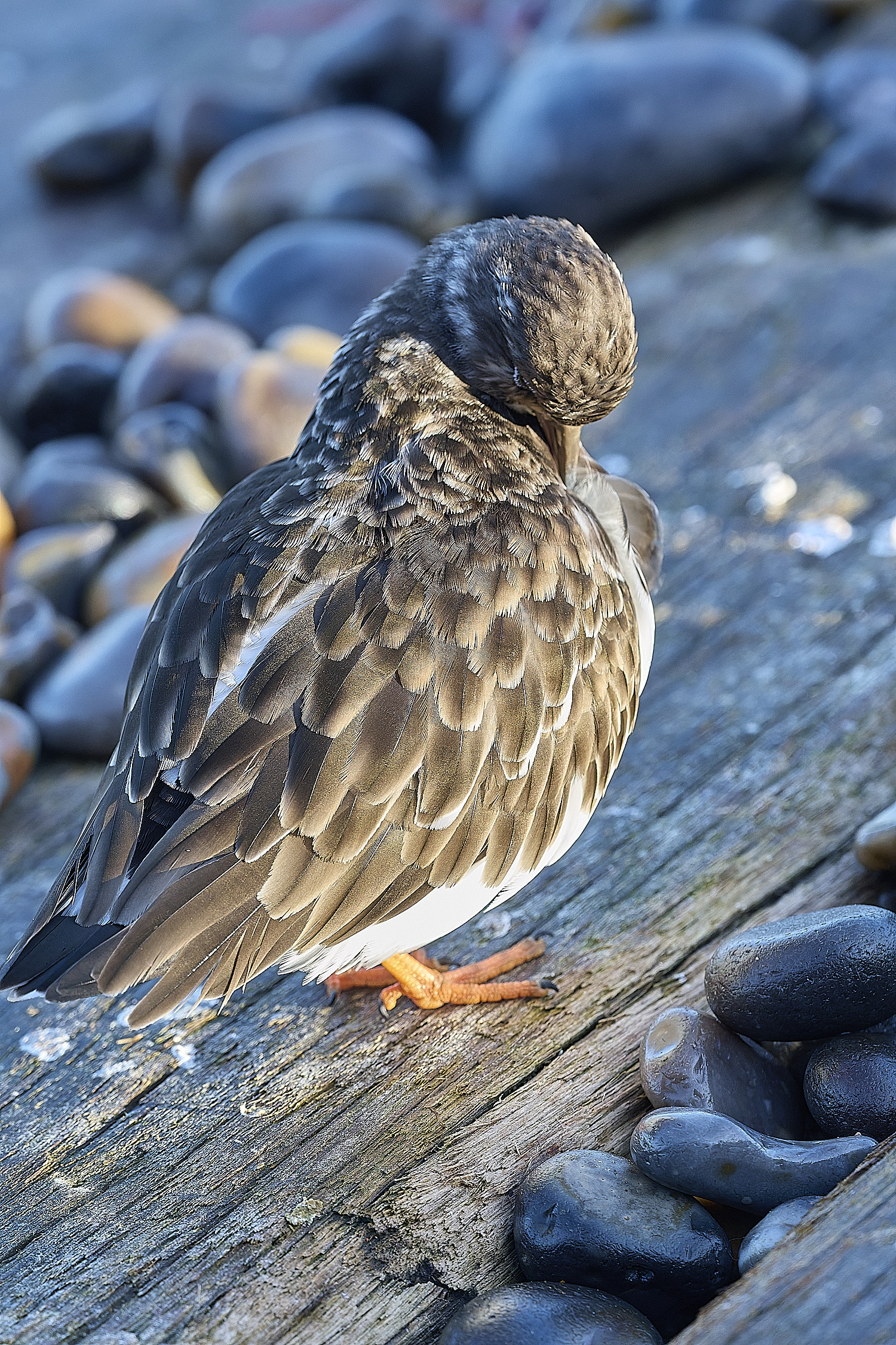 SheringhamTurnstone261225-3