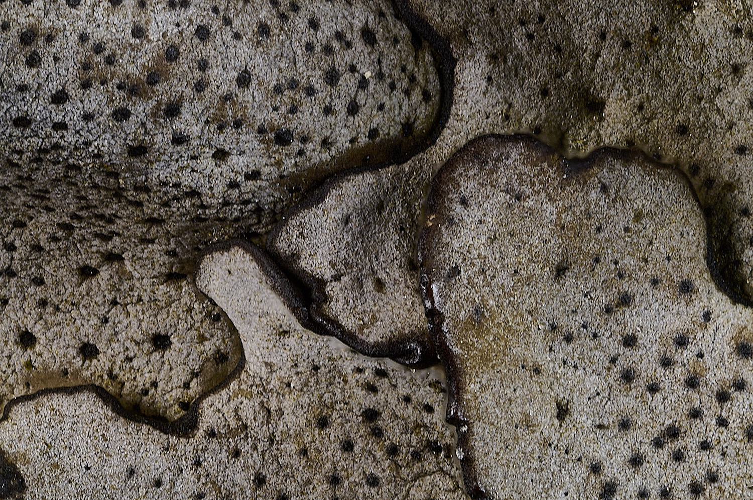 StMarysWarhamDermacarponminiatum081225-17