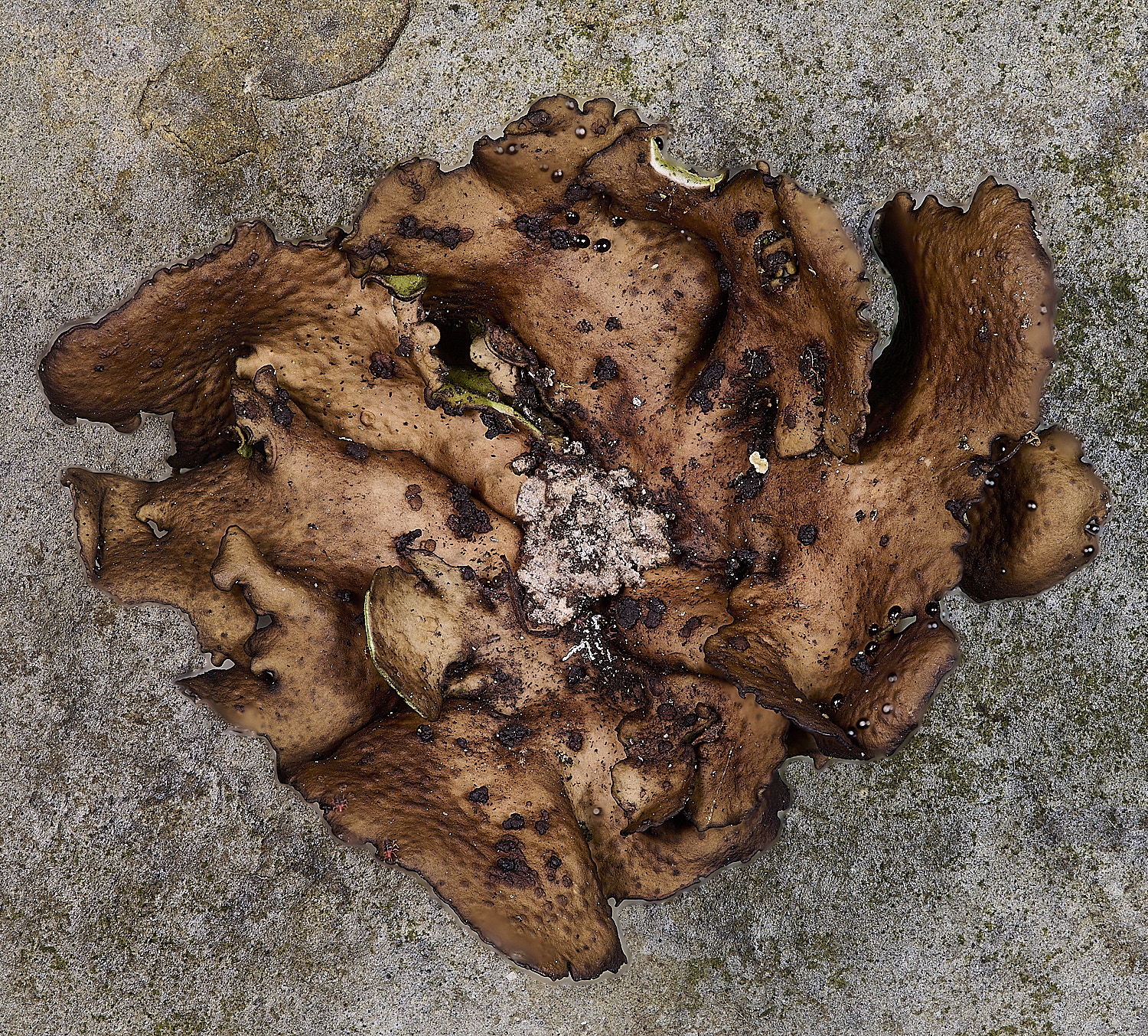 StMarysWarhamDermatocarponminiatum081125-16 1