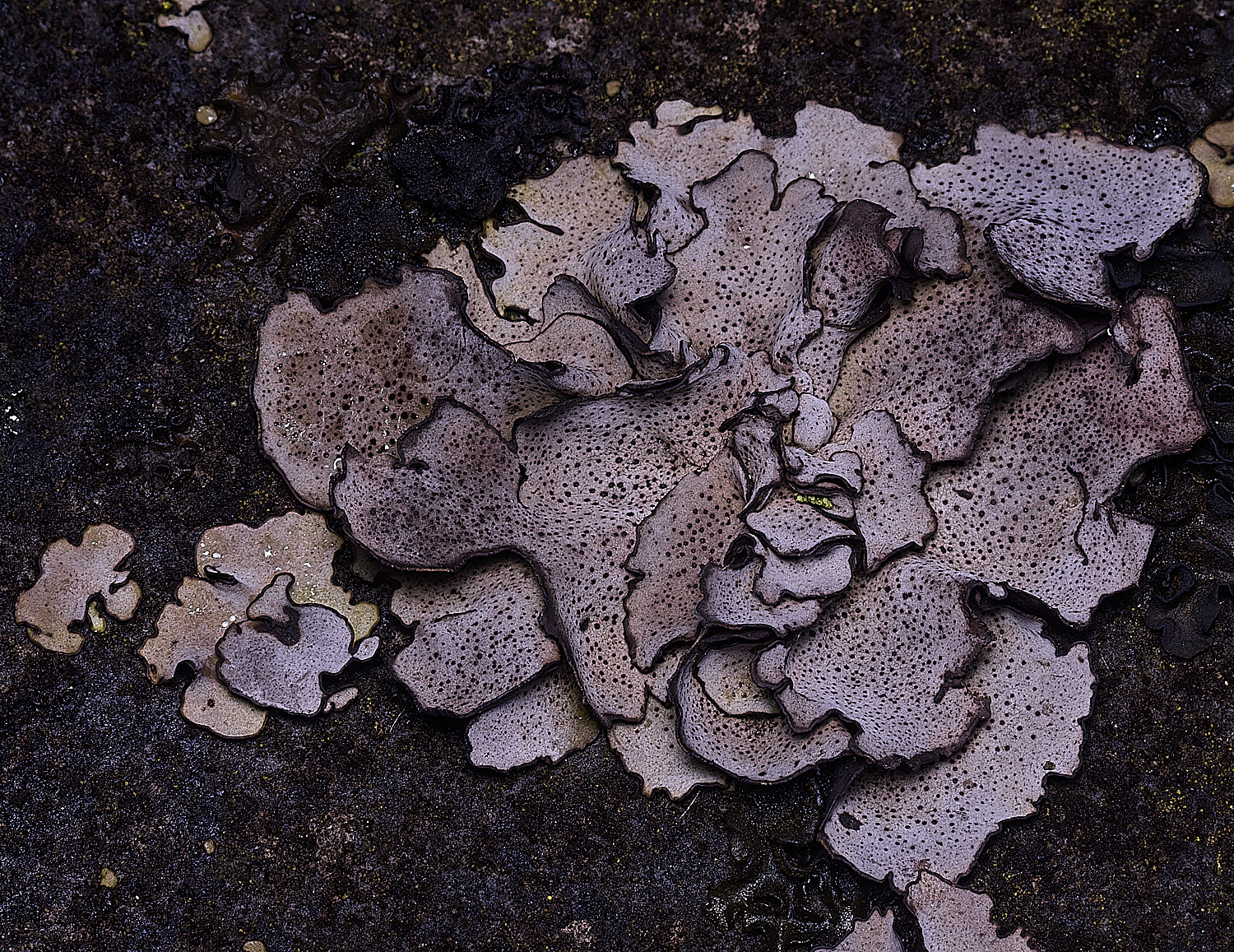 StMarysWarhamDermatocarponminuatum081225-12