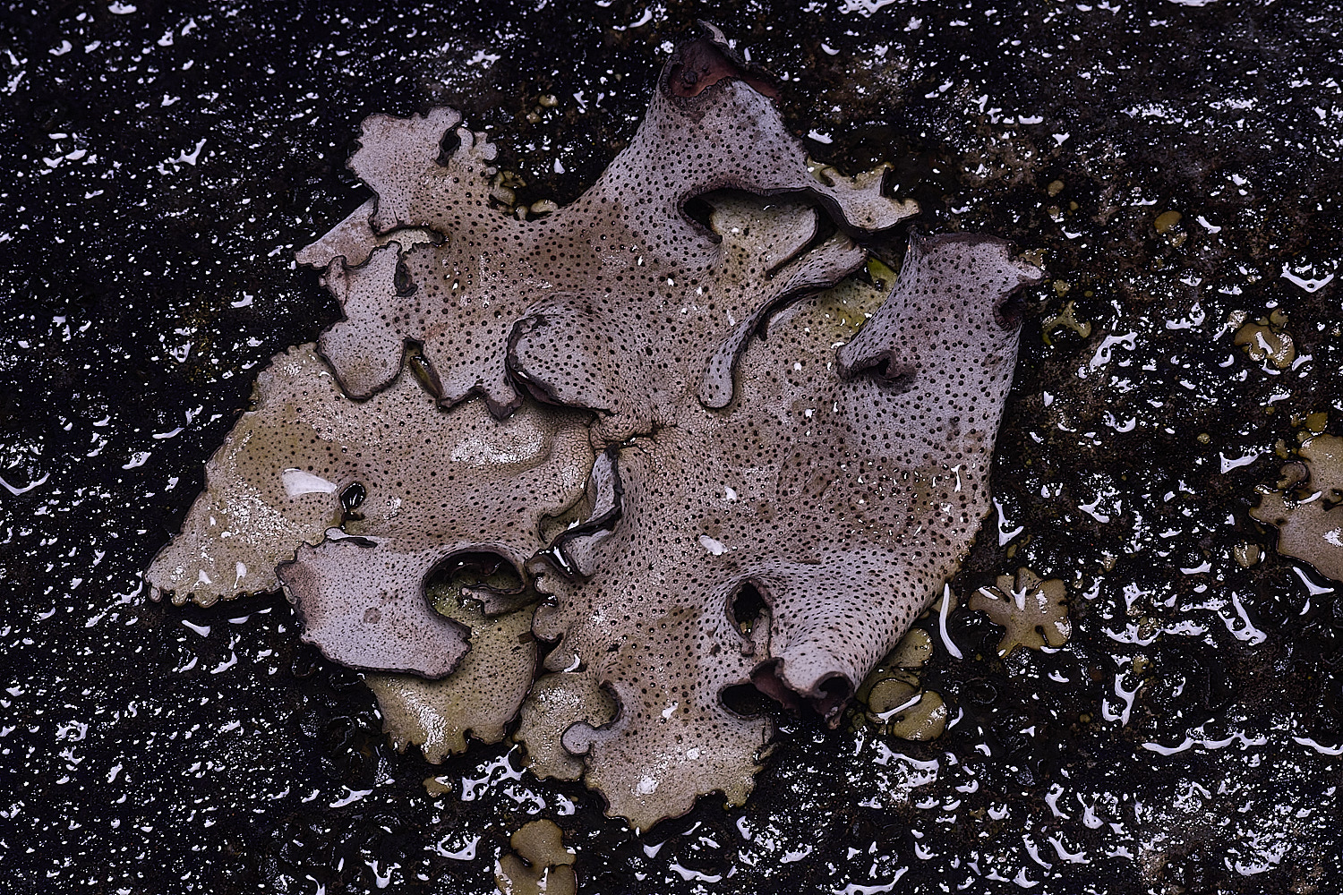 StMarysWarhamDermatocarponminuatum081225-13