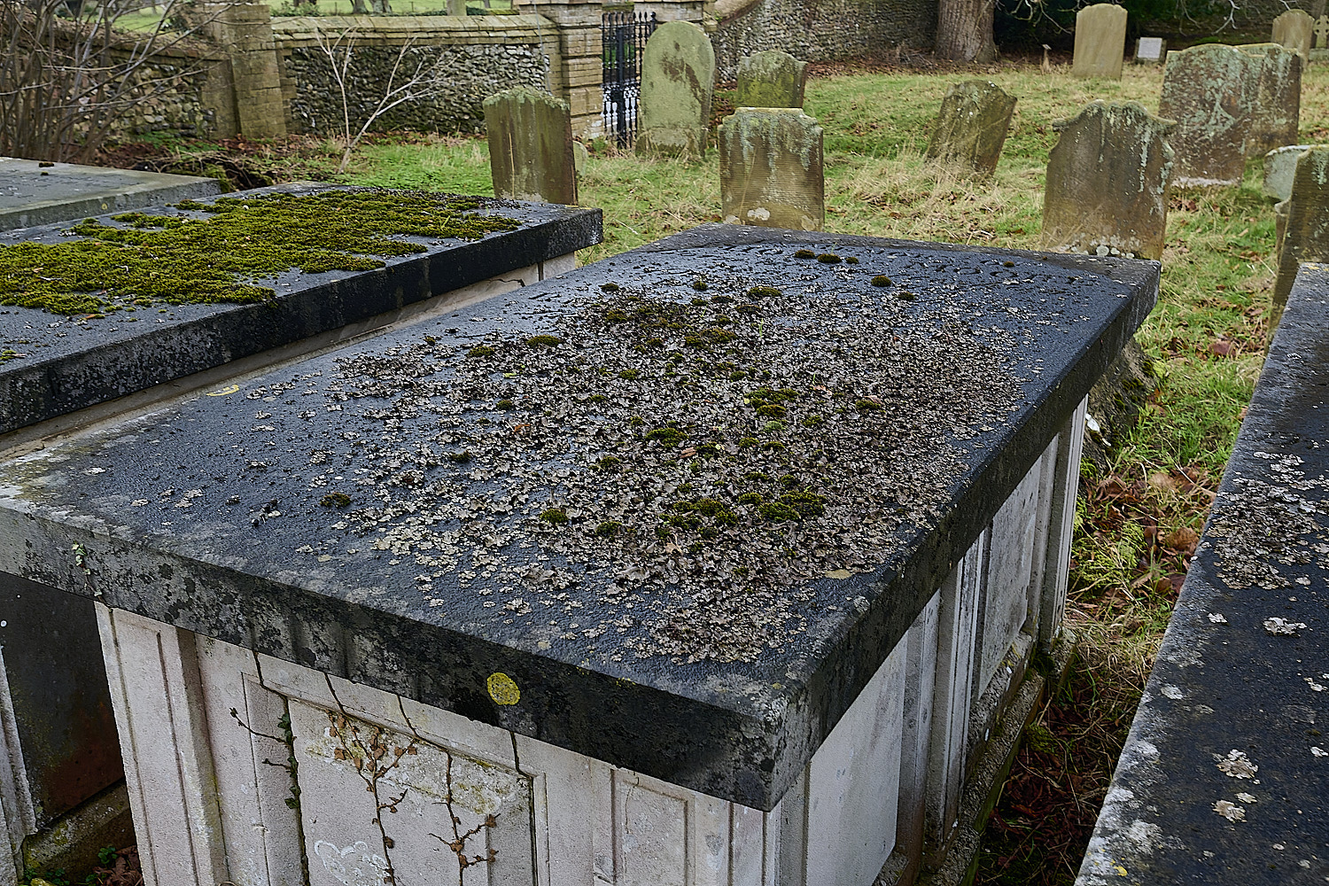 StMarysWarhamDermatocarponminuatum081225-2