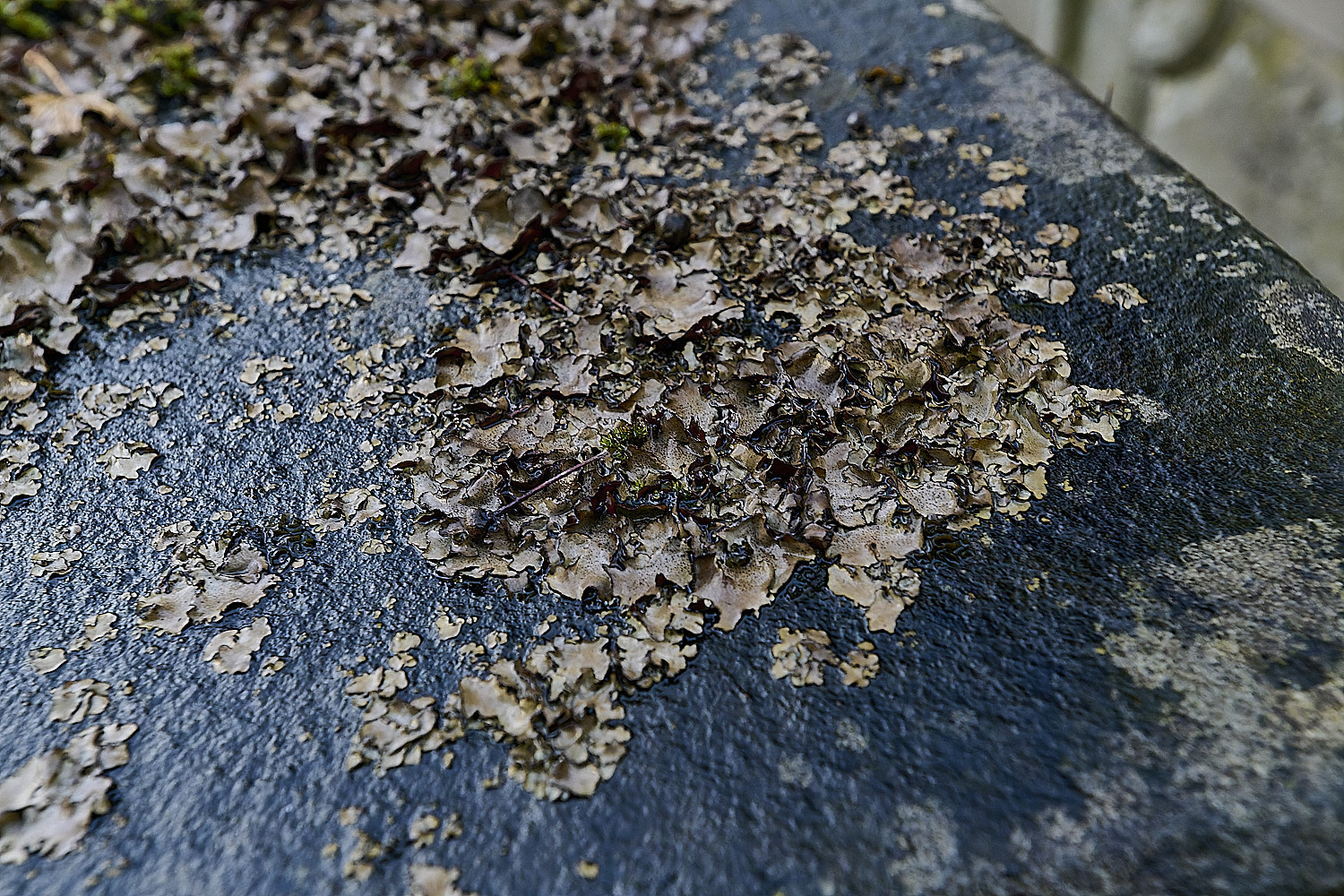 StMarysWarhamDermatocarponminuatum081225-3