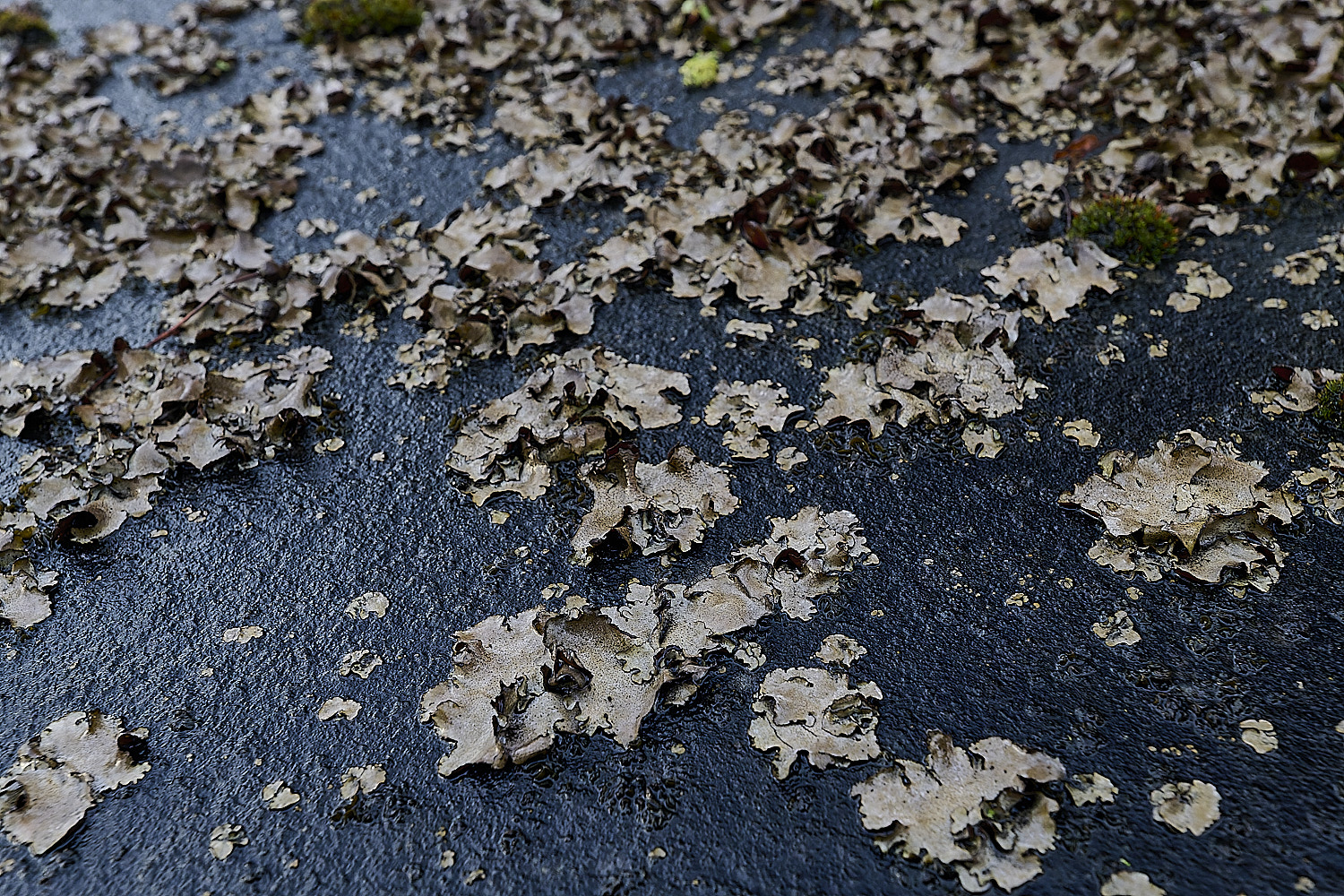 StMarysWarhamDermatocarponminuatum081225-3a
