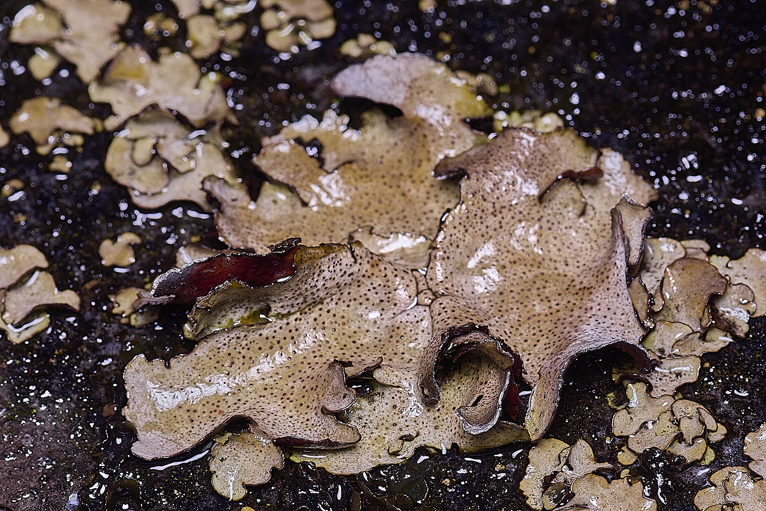 StMarysWarhamDermatocarponminuatum081225-8