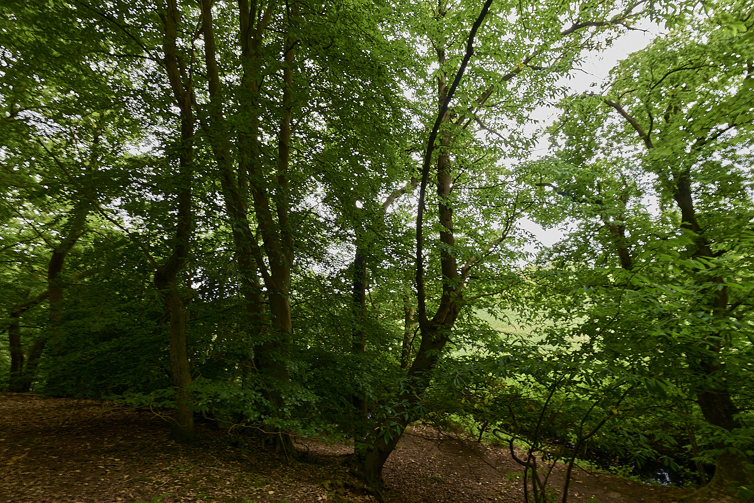 SurlinghamMarsh170825-2