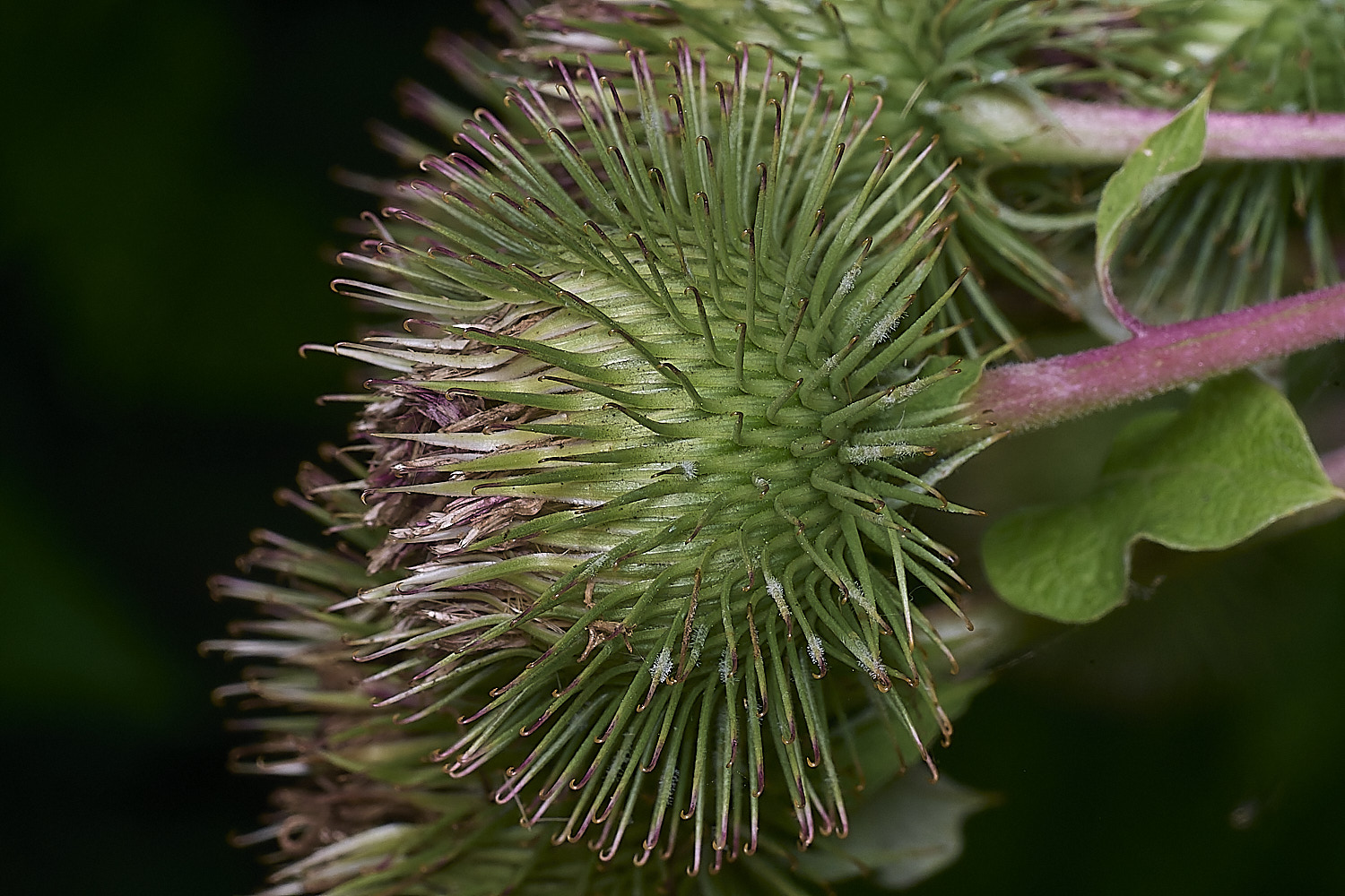 SurlinghamMarshActiumMajor170825-1