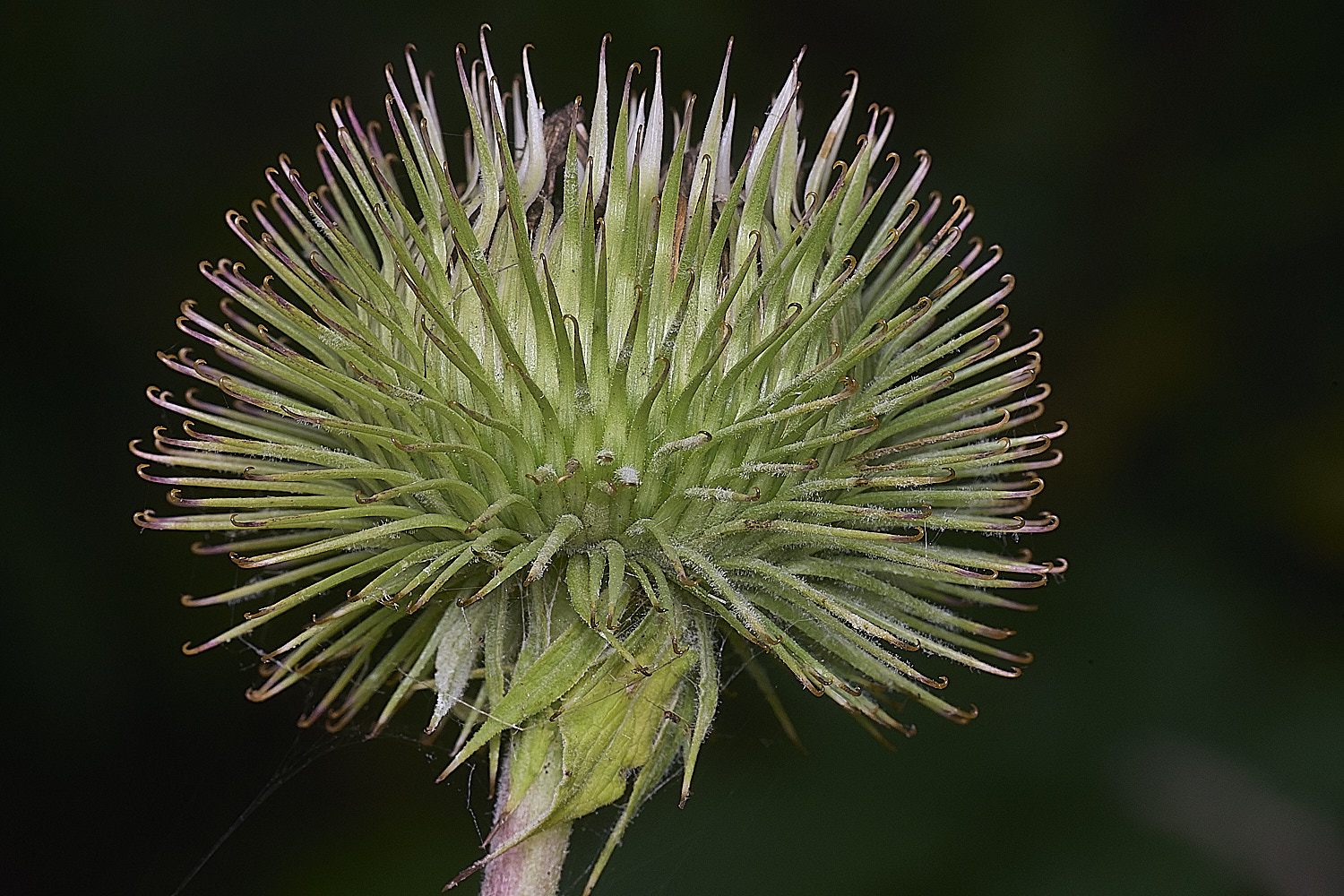 SurlinghamMarshActiumMajor170825-2