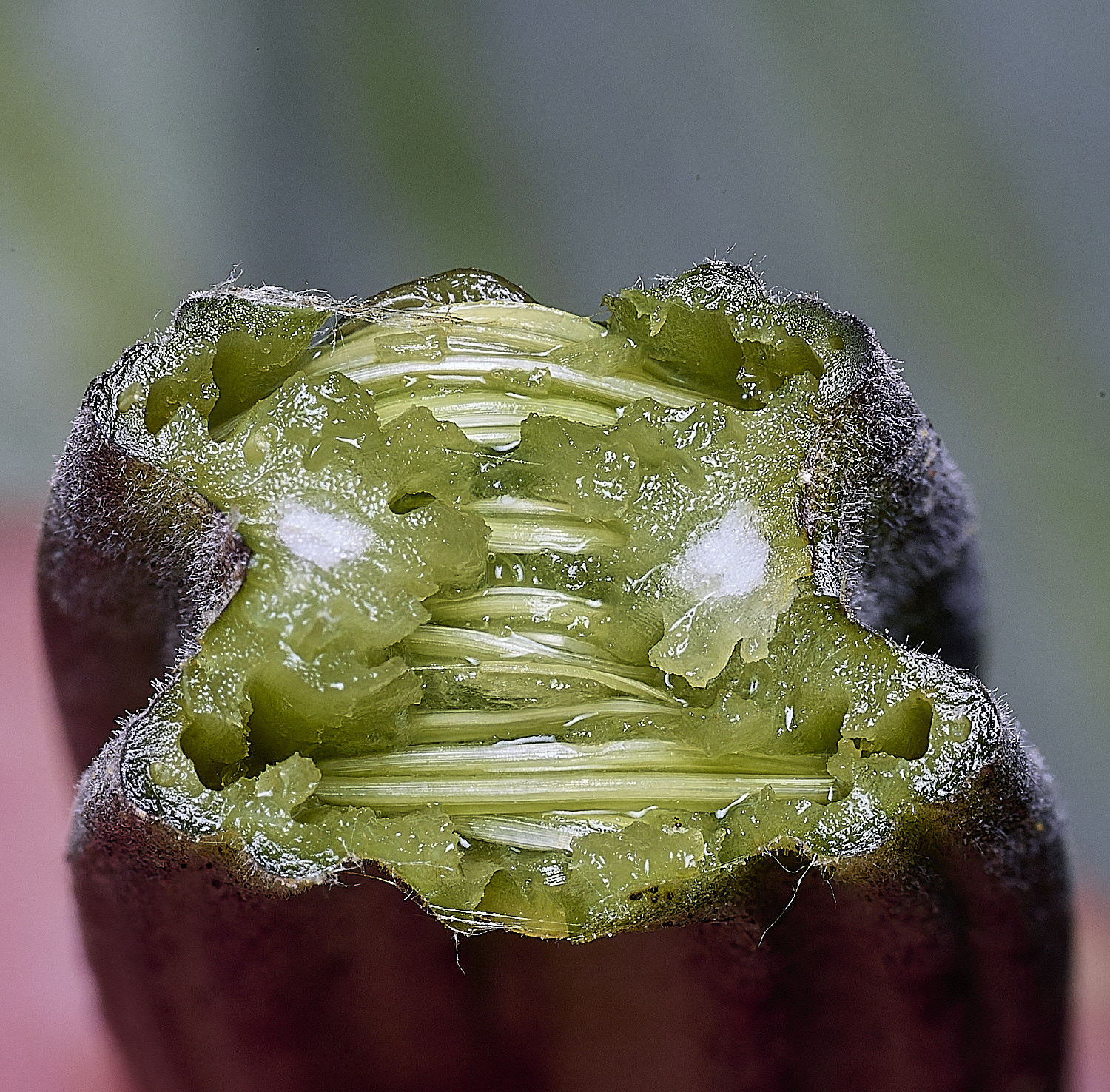 SurlinghamMarshActiumMajor170825-3