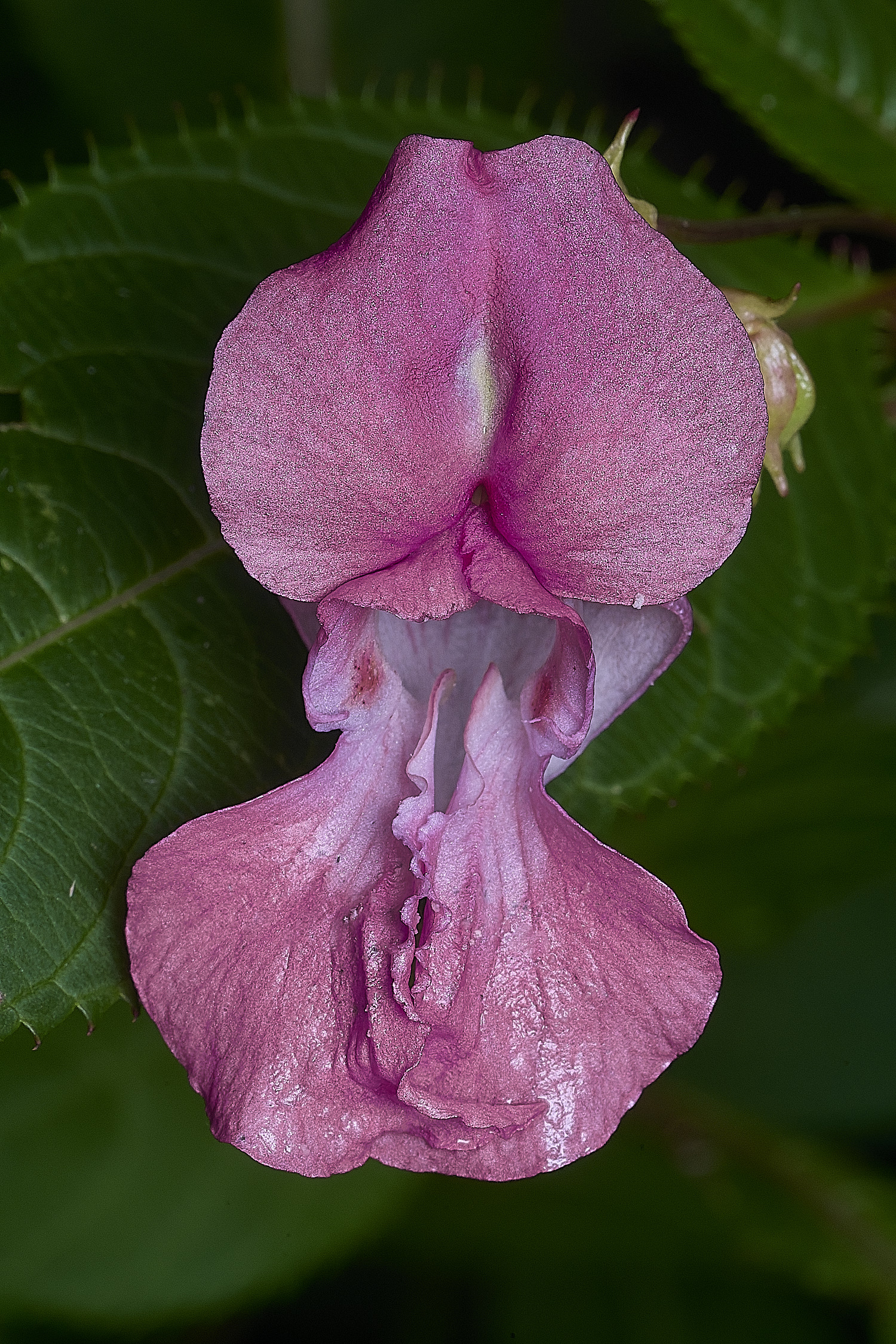 SurlinghamMarshBalsam1170825-3