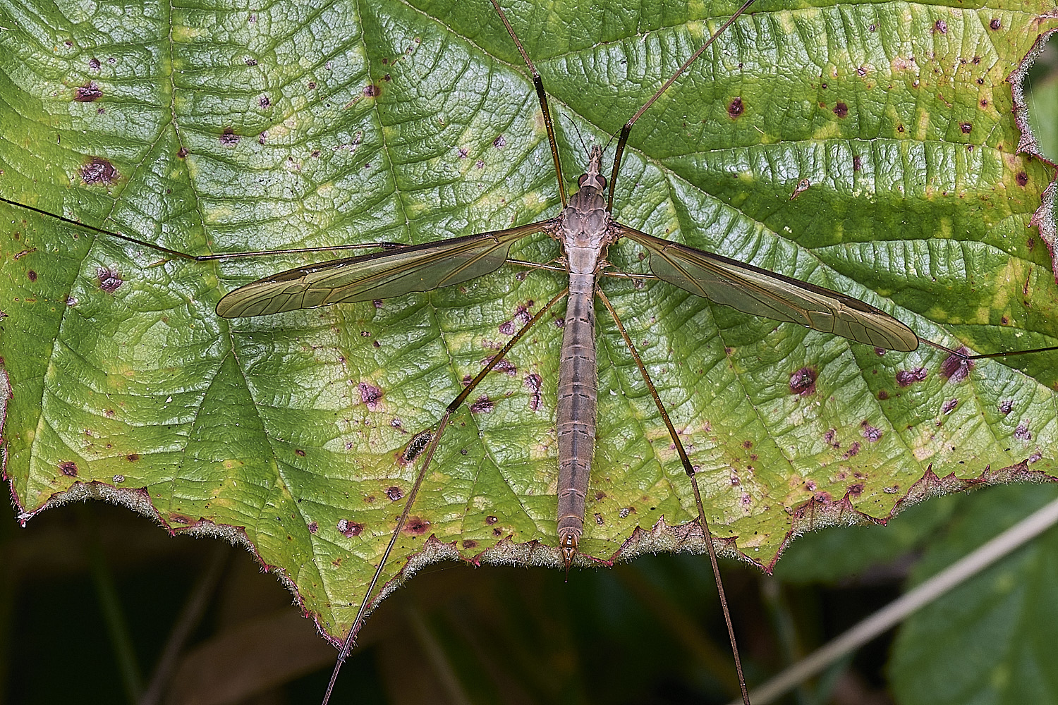 SurlinghamMarshCraneFlySp170825-1