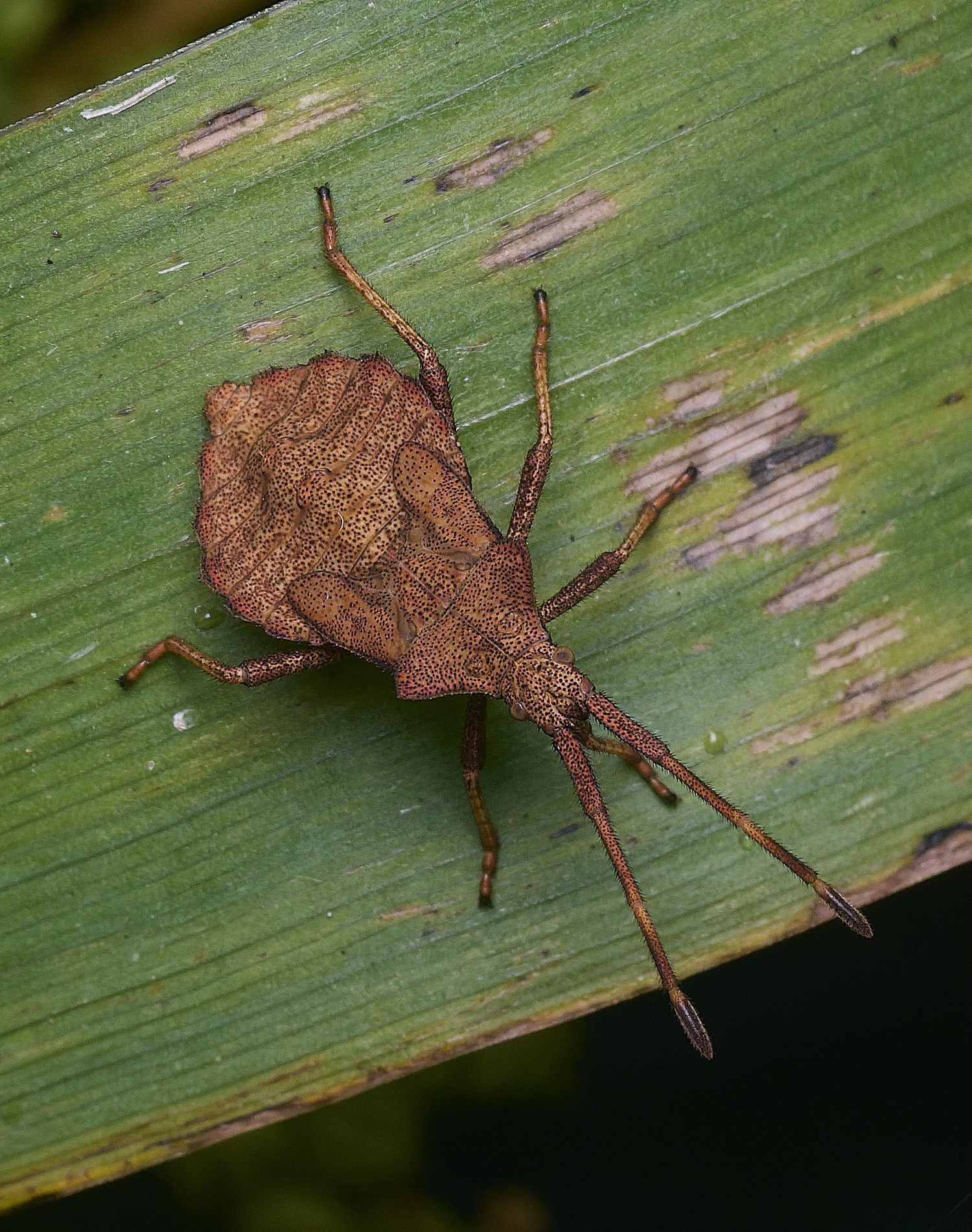 SurlinghamMarshDockBug170825-1