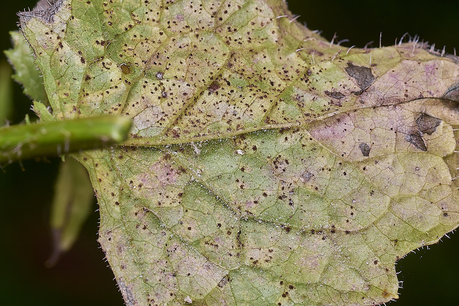 SurlinghamMarshErysiphe170825-1