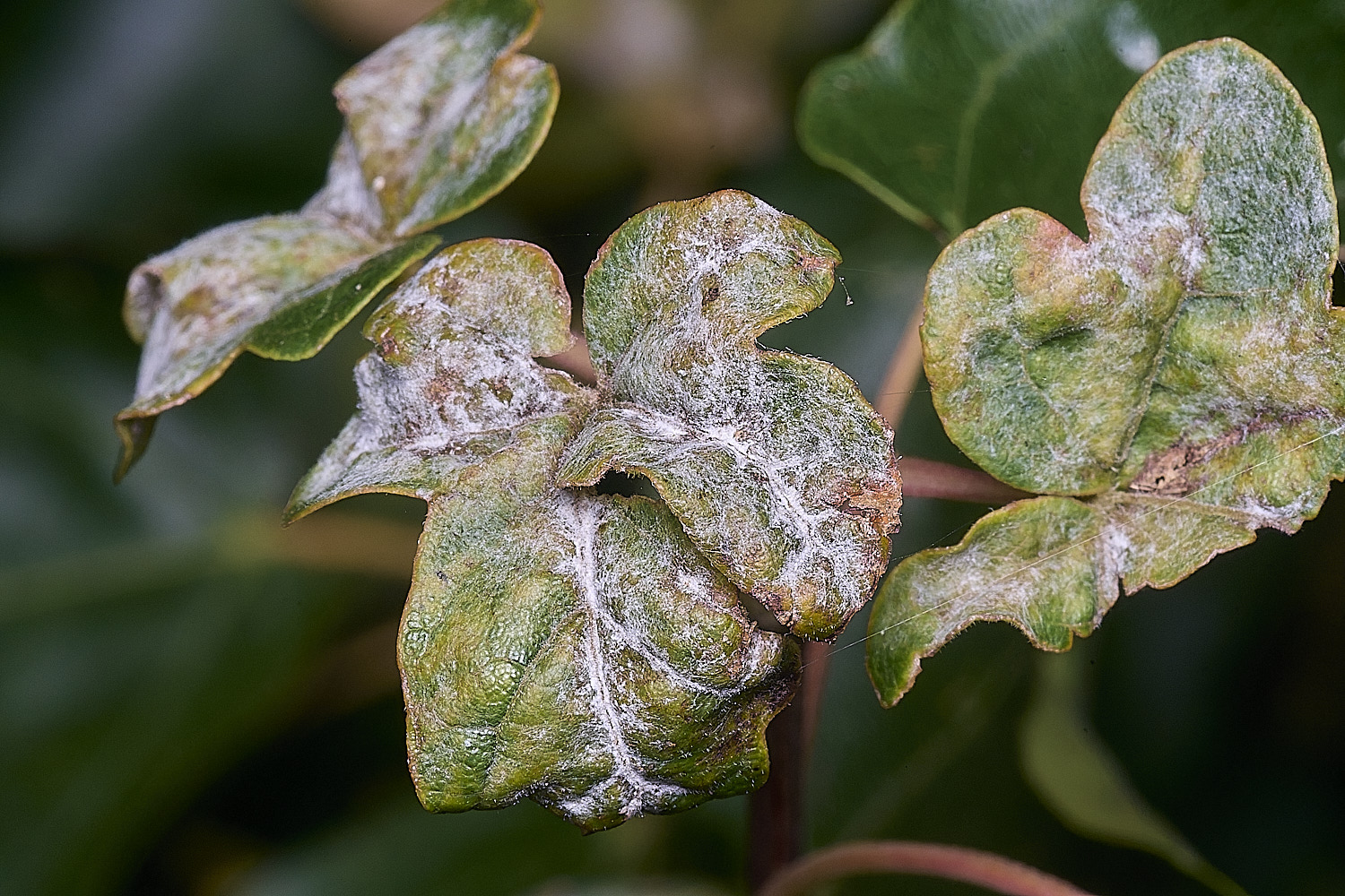 SurlinghamMarshFieldMapleErysiphe170825-3