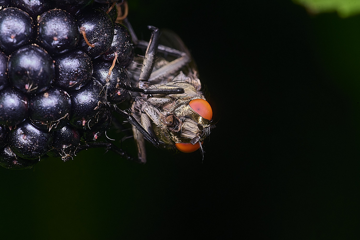 SurlinghamMarshFlySp170825-1