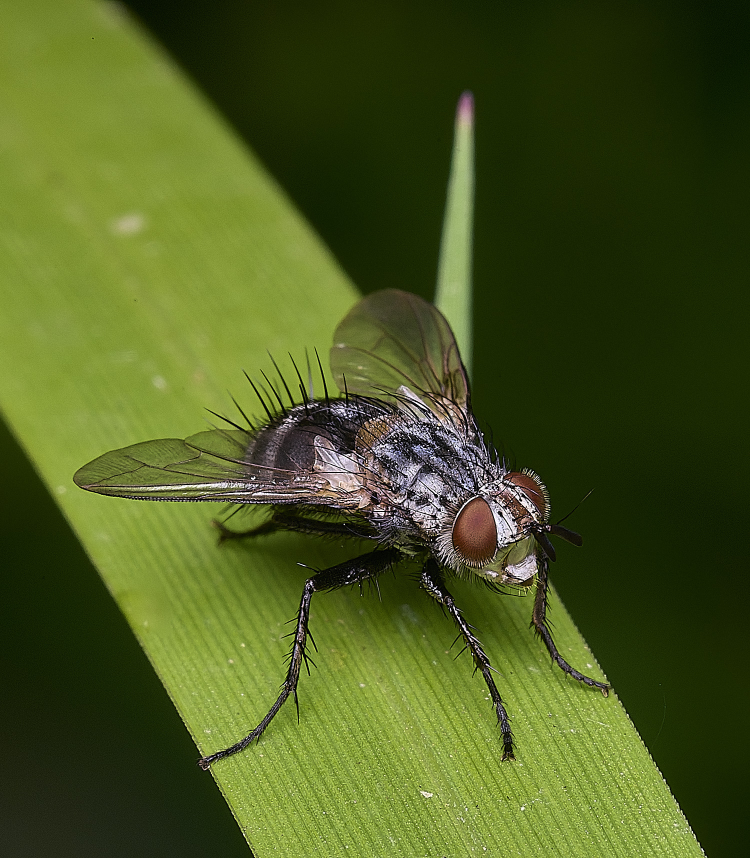 SurlinghamMarshFlySp2170825-1