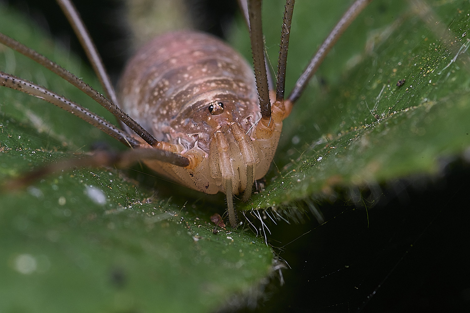 SurlinghamMarshHarvestmen170825-1