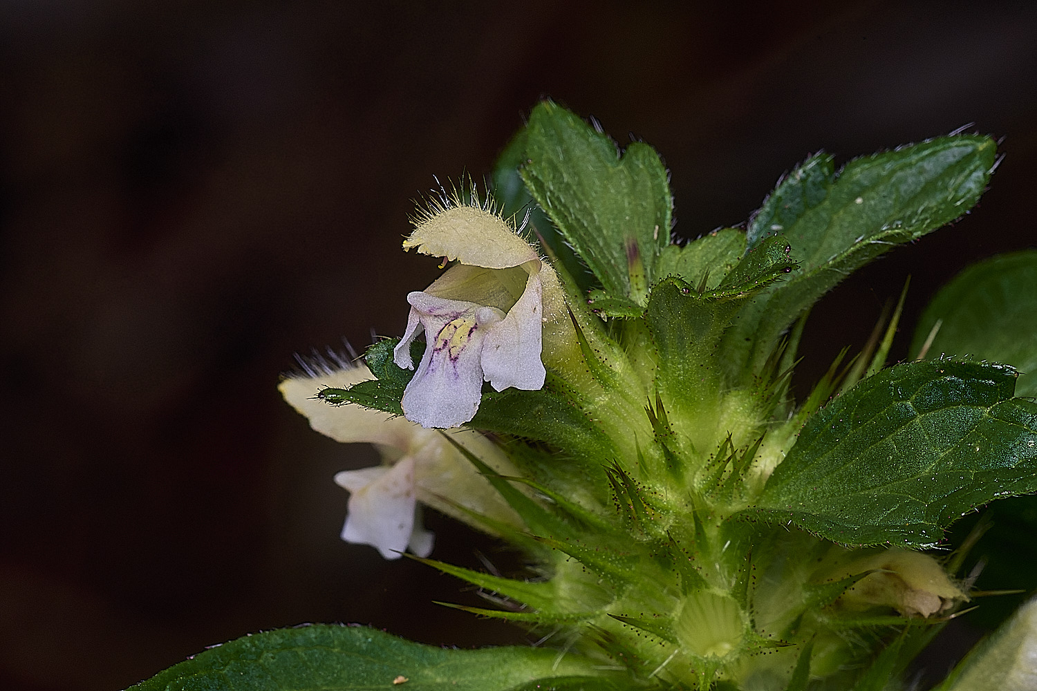 SurlinghamMarshHempnettle170825-1