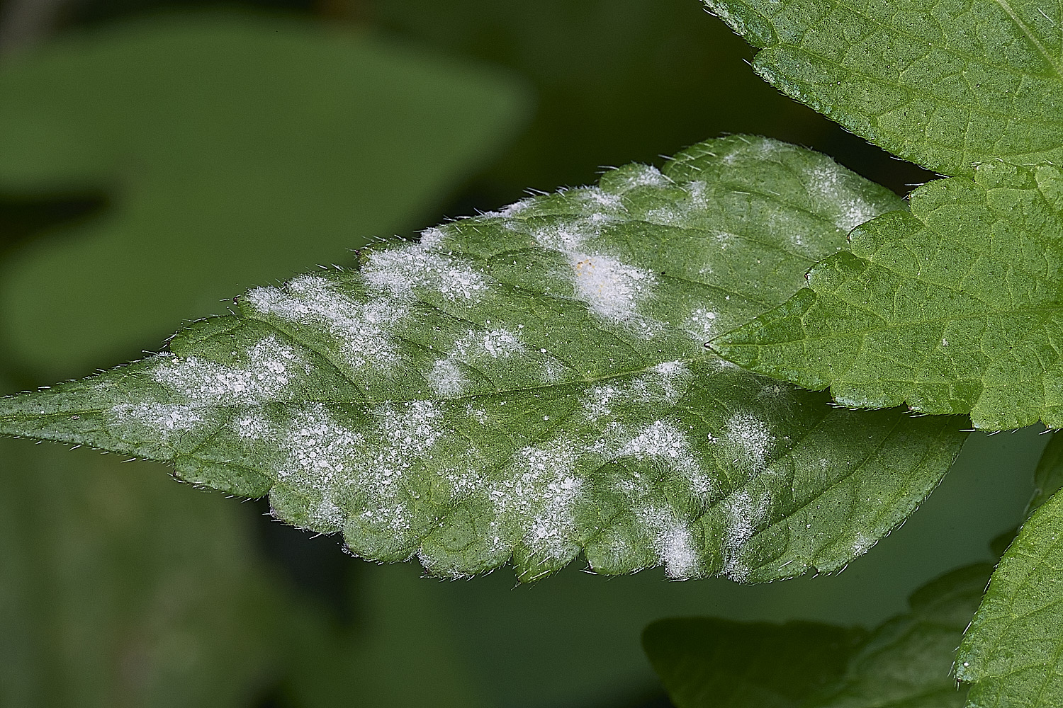 SurlinghamMarshHempnettleErysophe170825-1
