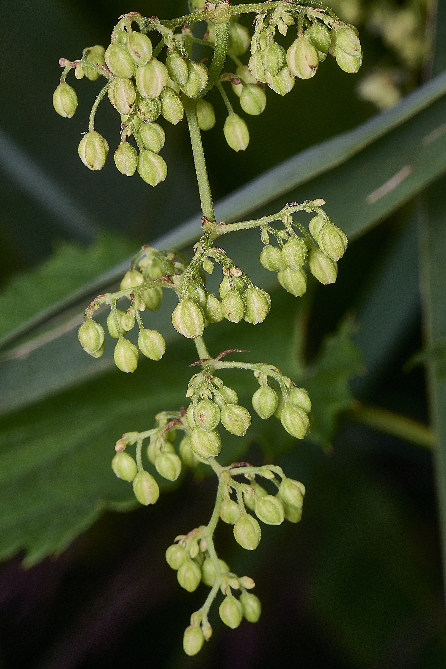 SurlinghamMarshHop170825-1
