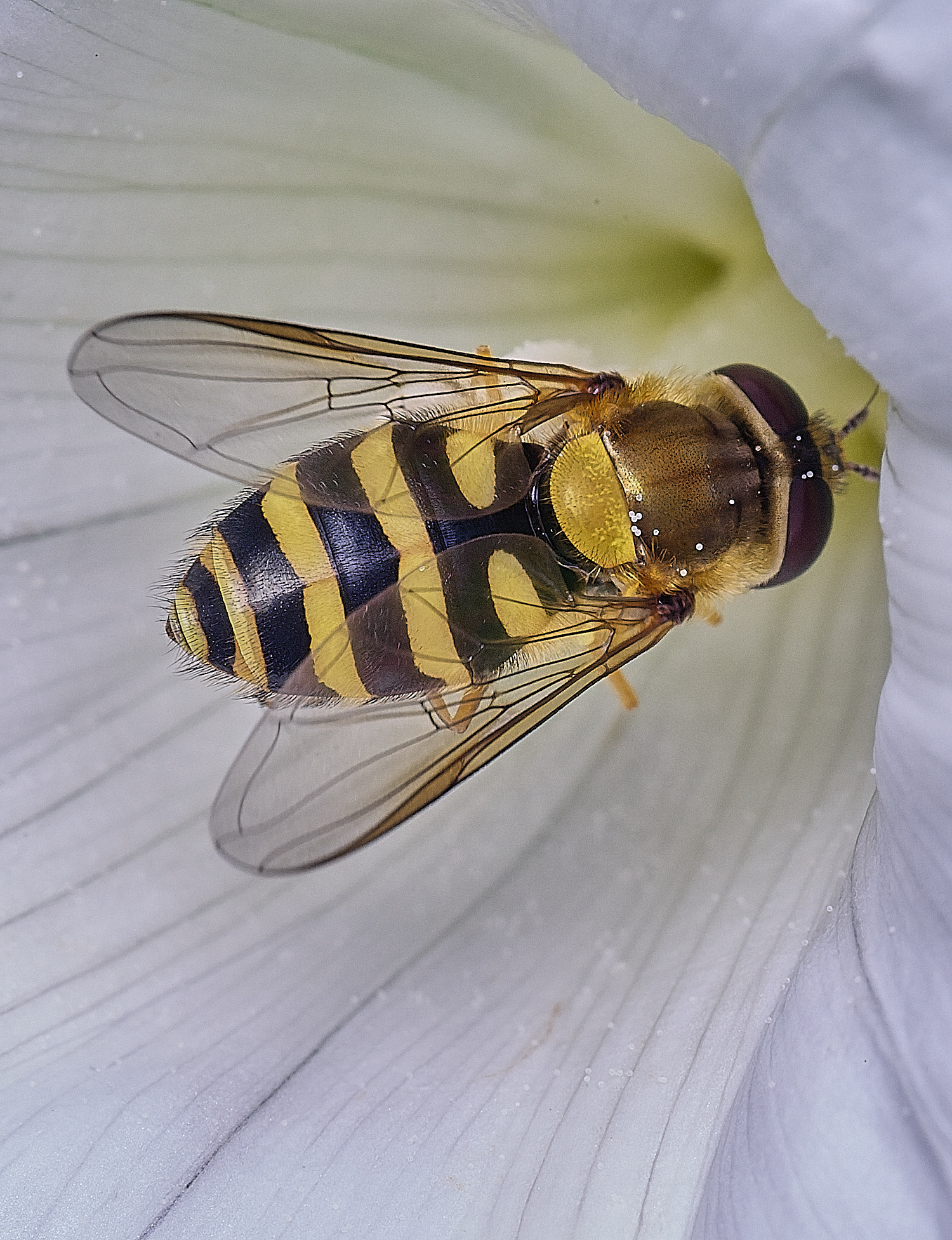 SurlinghamMarshHoverfly170825
