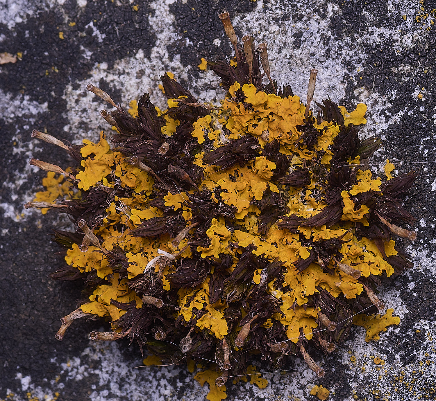 SurlinghamMarshLichenSp170825-1